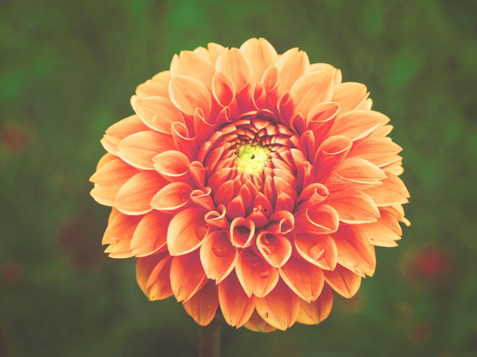 Olympus M.Zuiko Digital ED 60mm F2.8 Macro sample photo. Dahlia, flowers, orange photography