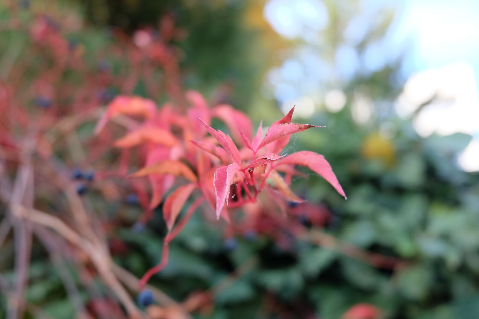 Fujifilm X-A2 + Fujifilm XC 16-50mm F3.5-5.6 OIS II sample photo. Nature, autumn, red photography