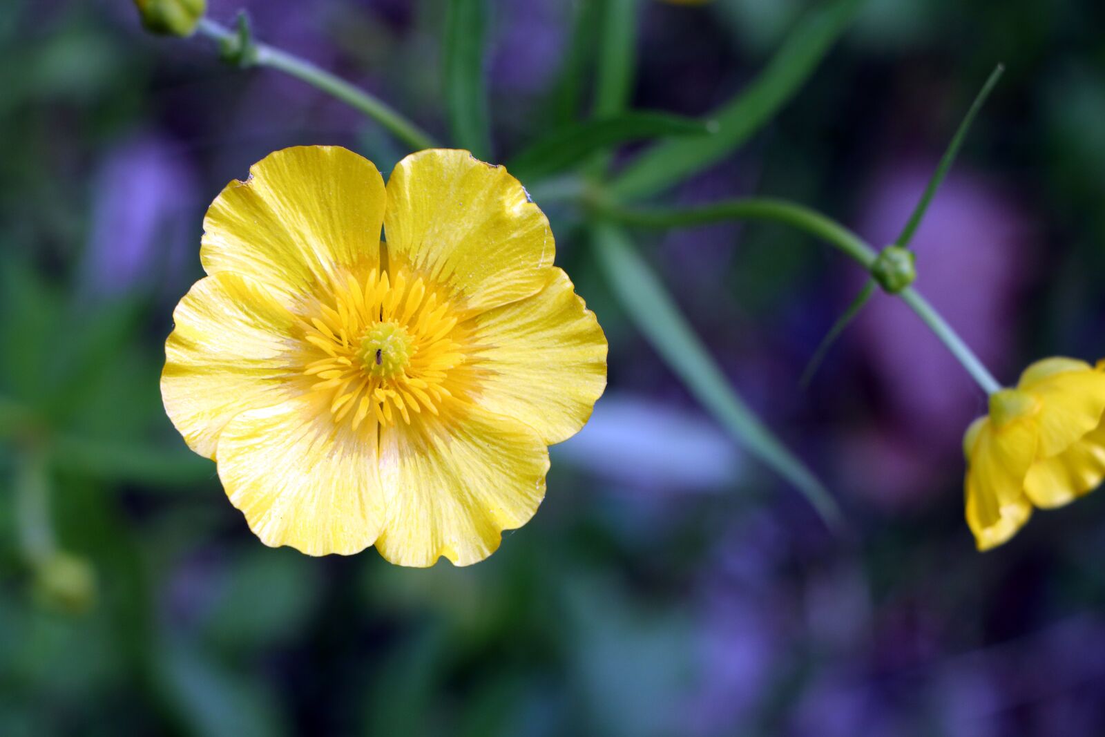 Canon EOS 70D sample photo. Flower, primula, primrose photography