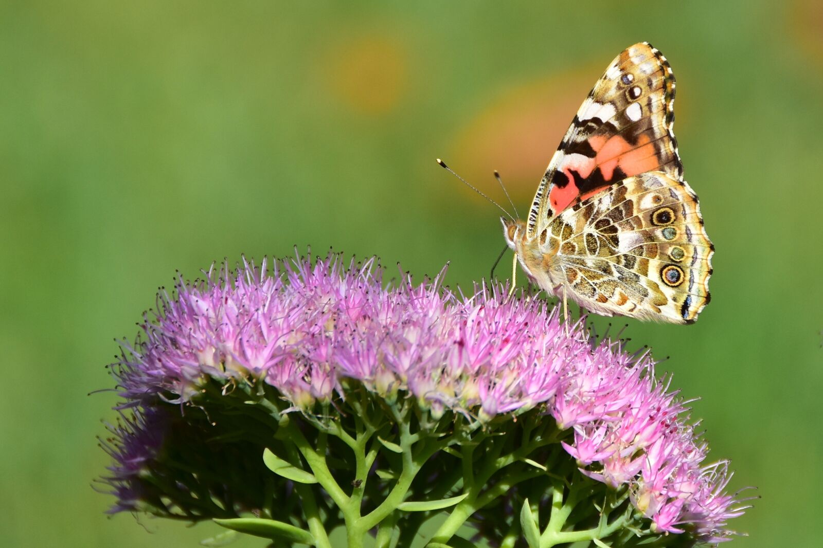 Nikon D7200 sample photo. Butterfly, flora and fauna photography