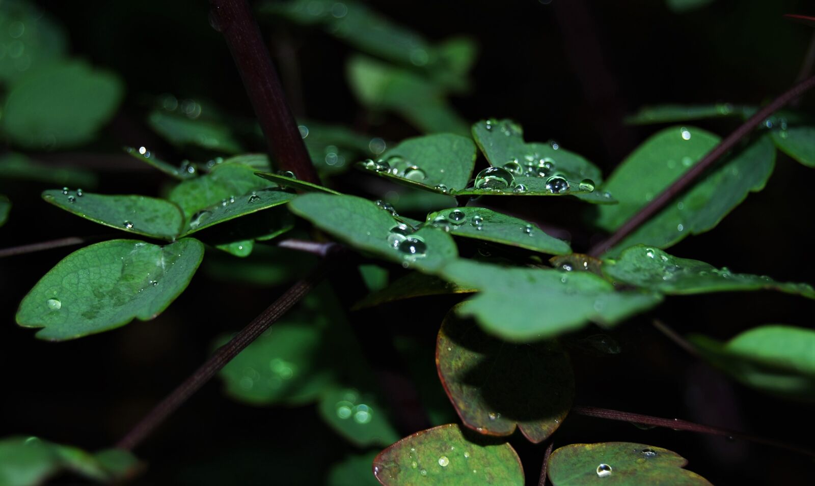 Nikon D40X sample photo. Rain, water, drop of photography