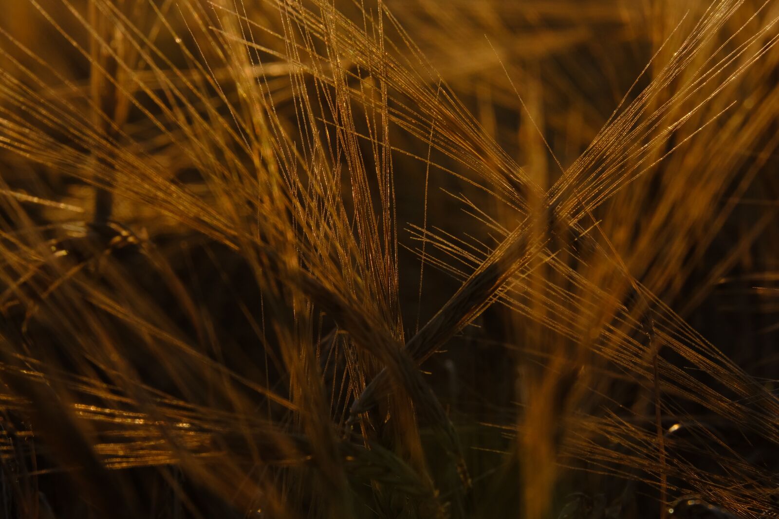 Fujifilm XF 55-200mm F3.5-4.8 R LM OIS sample photo. Cereals, spike, cornfield photography