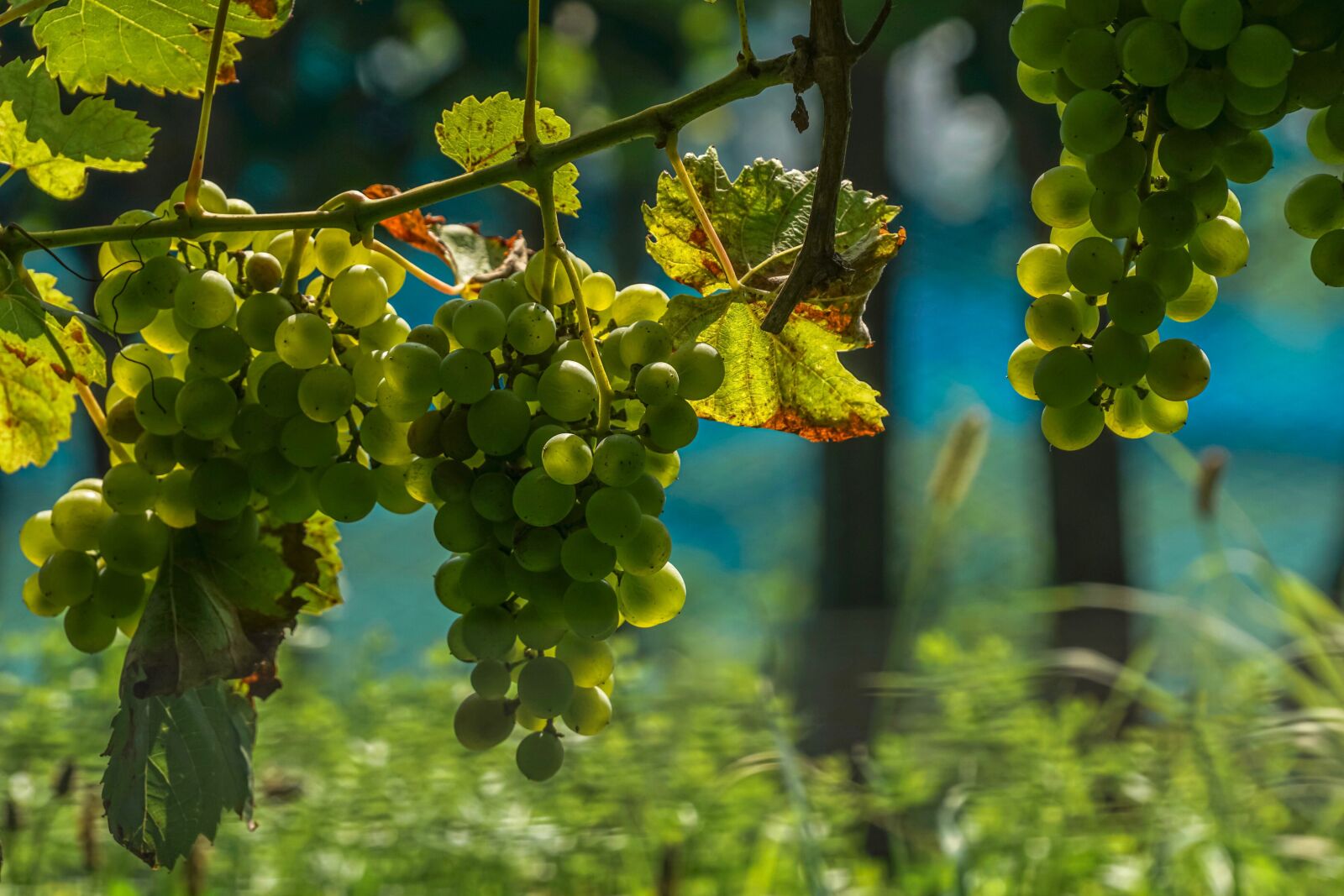 Sony DT 18-135mm F3.5-5.6 SAM sample photo. Grapes, winegrowing, vine photography