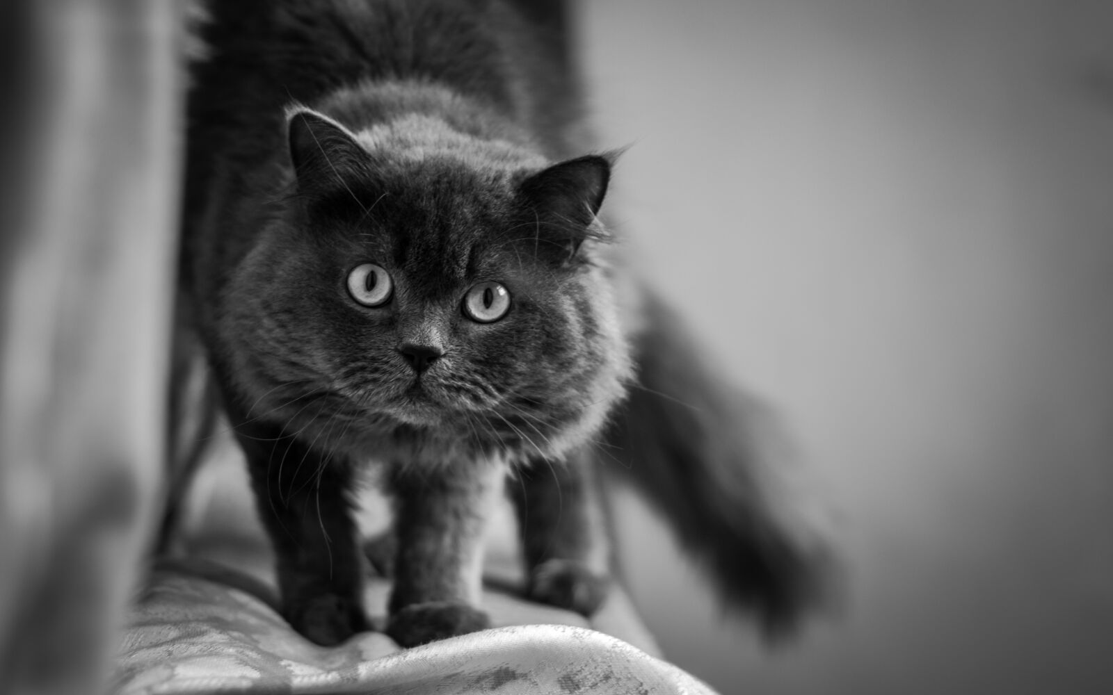 Canon EOS 7D Mark II sample photo. Cat, eyes, stare photography