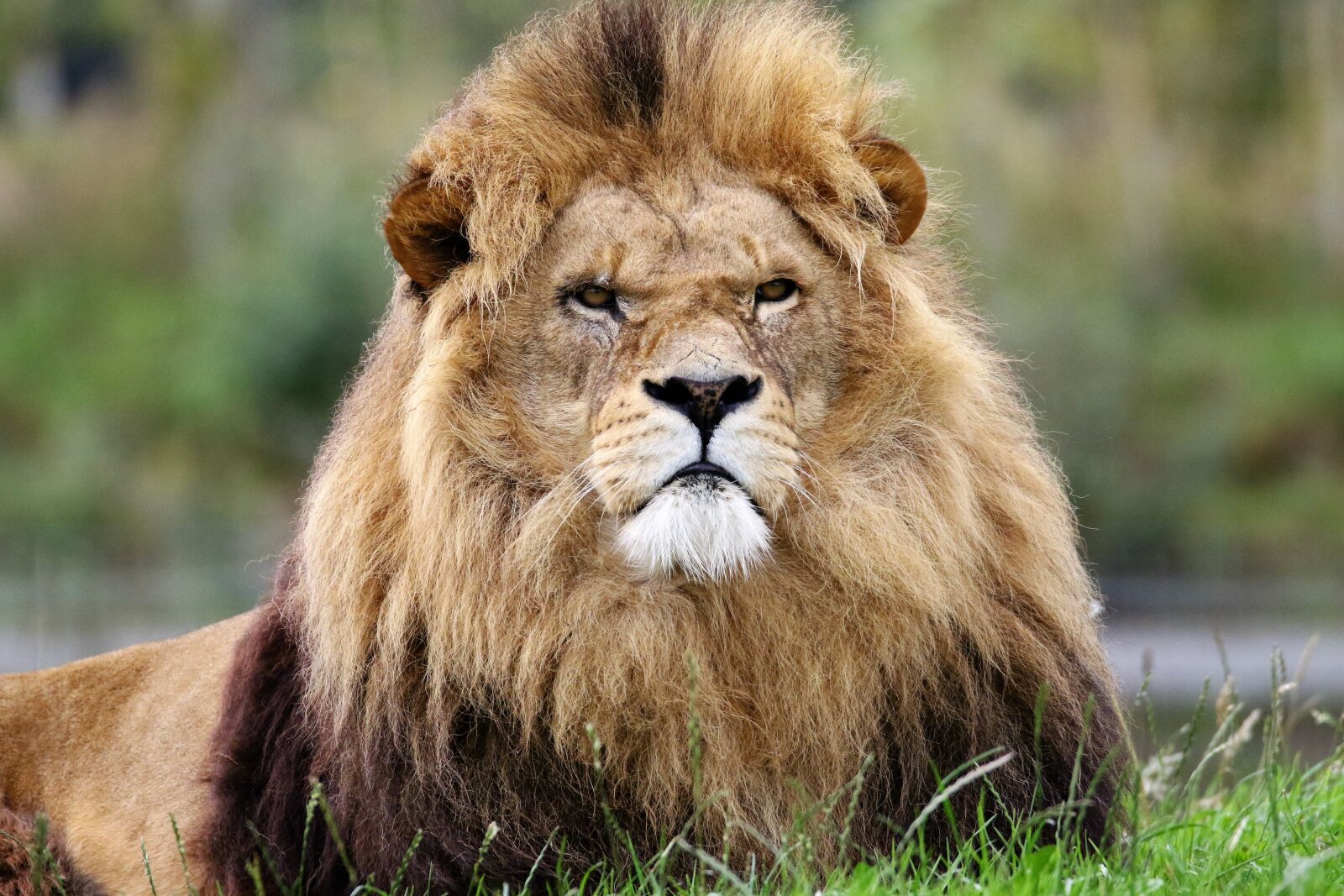 Canon EOS 7D Mark II sample photo. Lion, king, animal photography