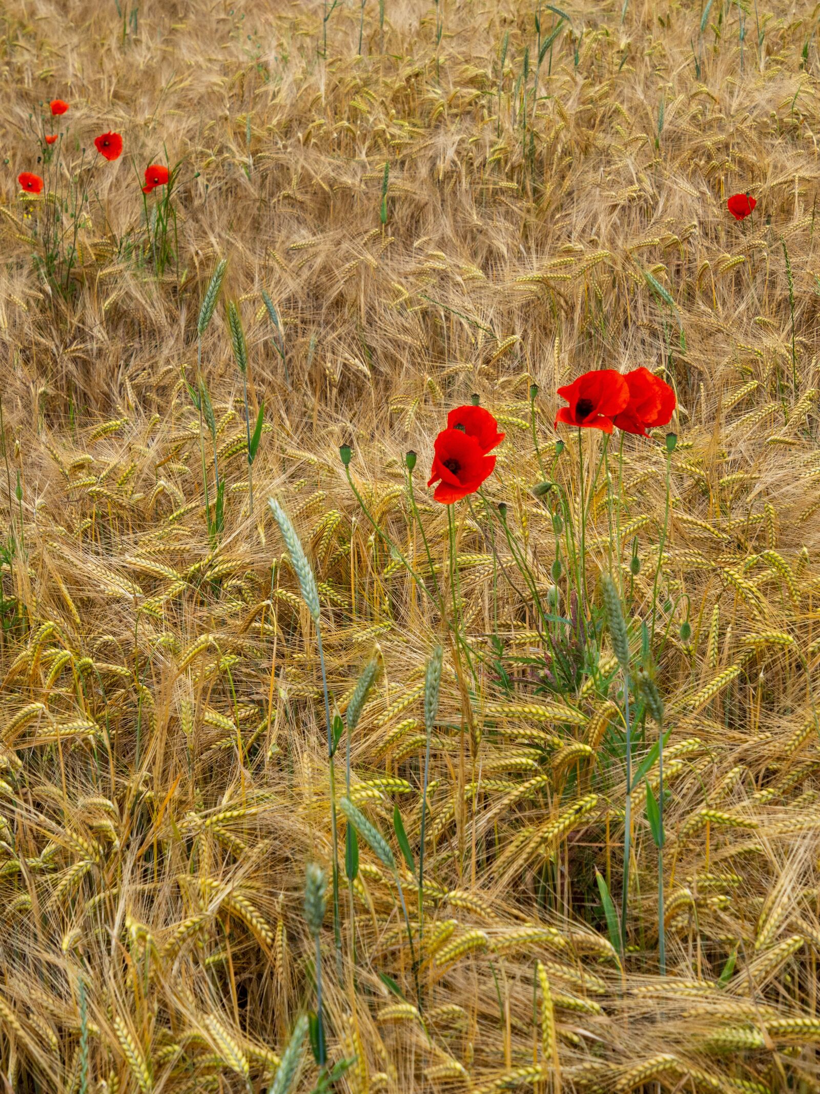 Olympus M.Zuiko Digital ED 12-200mm F3.5-6.3 sample photo. Field, grain, crop photography