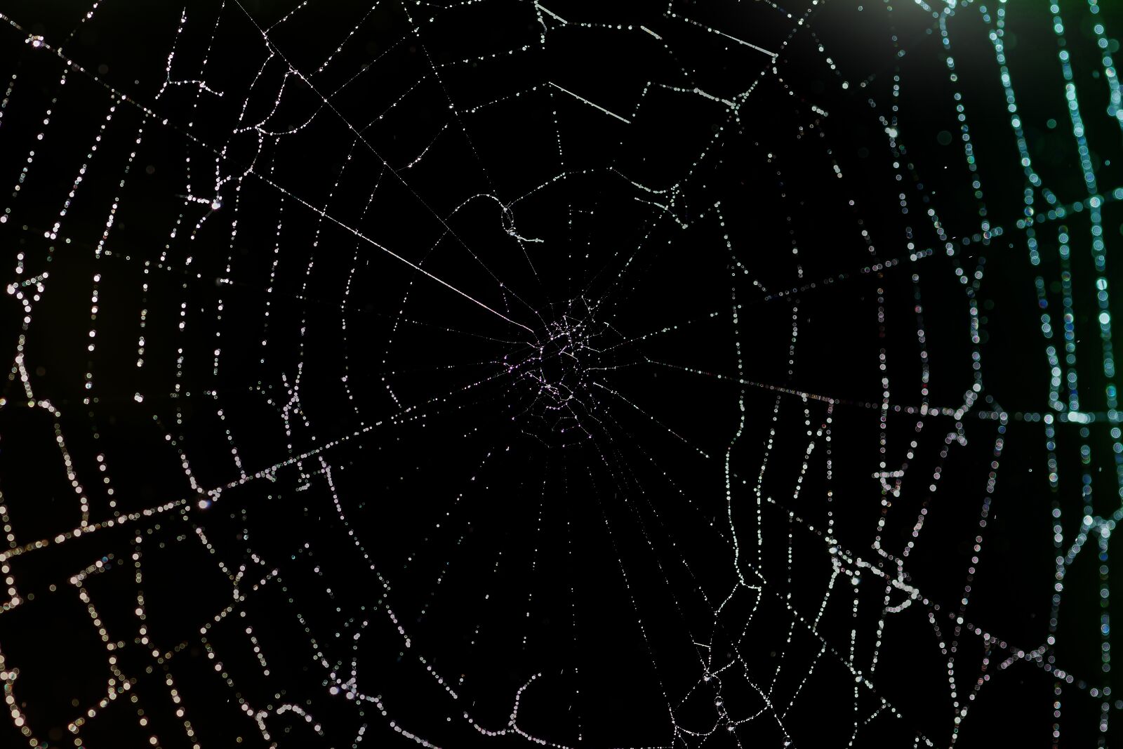 Nikon D7200 sample photo. Cobweb, silk, case photography