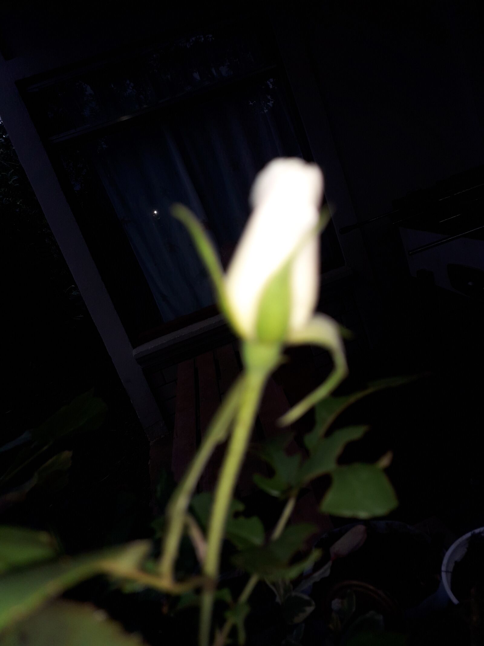 Samsung Galaxy J4 sample photo. Rosas, flores, florecer photography