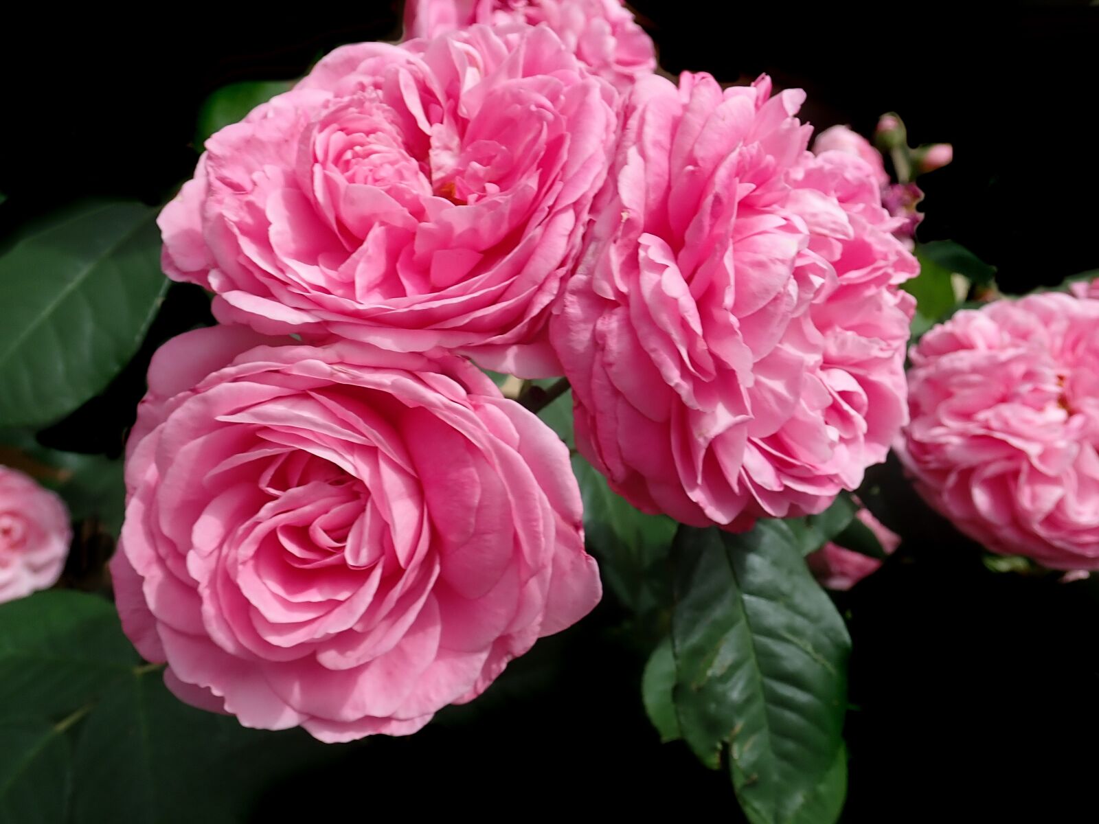 Olympus TG-5 sample photo. Flowers, pink, roses photography