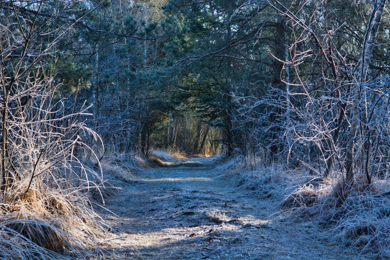 Nikon D7100 sample photo. Away, forest, trees photography