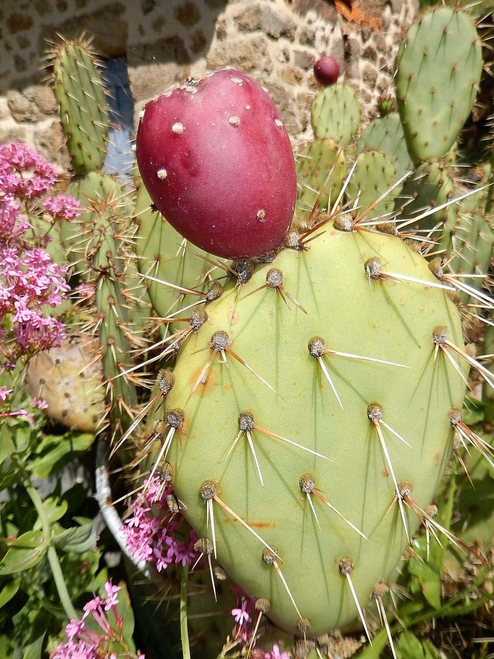 Nikon Coolpix S9500 sample photo. Cactus, desert, vegetation photography