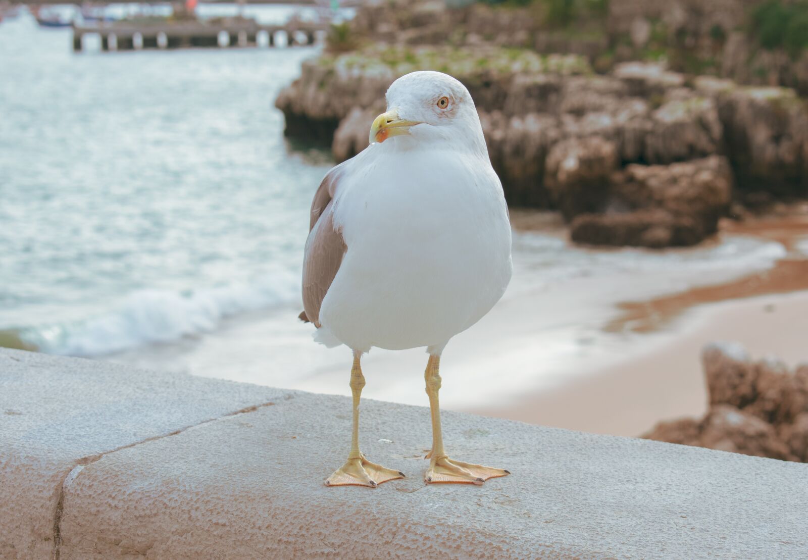 Nikon D3400 sample photo. Seagull, bird, beach photography