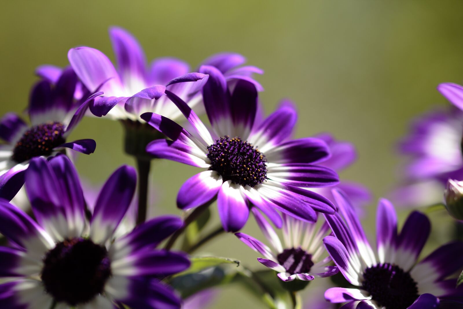 Canon EOS 60D sample photo. Flowers, white, bouquet photography