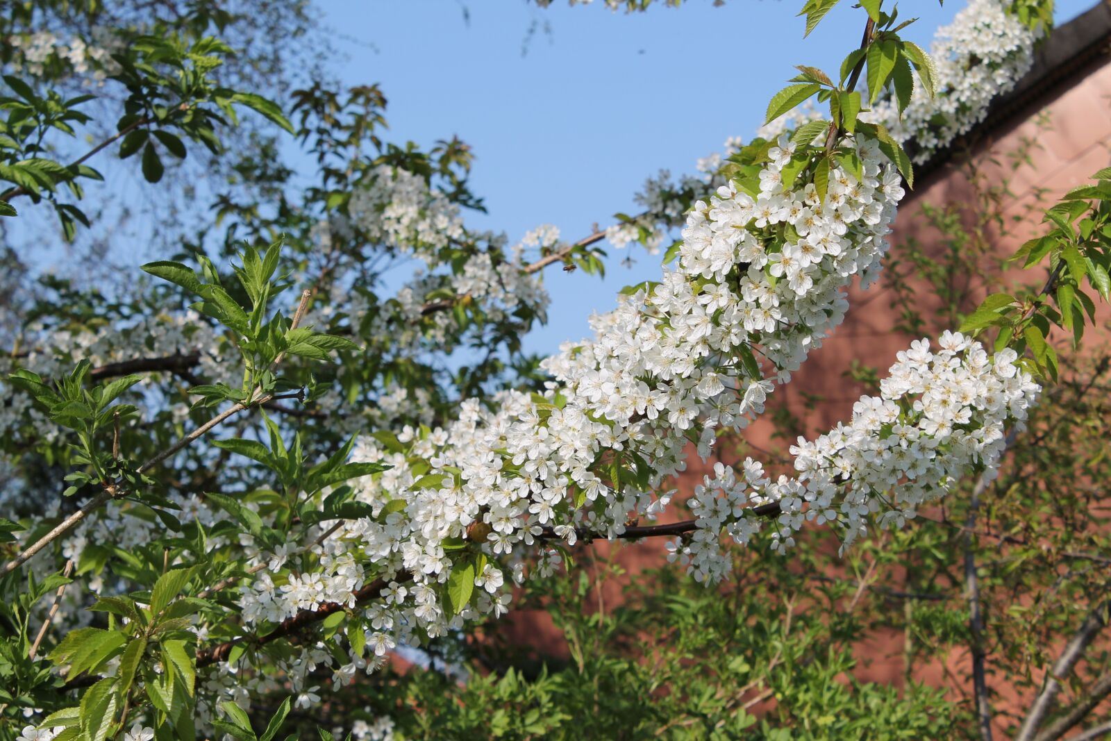 Canon EOS 1100D (EOS Rebel T3 / EOS Kiss X50) sample photo. Cherry blossom, tree, flower photography