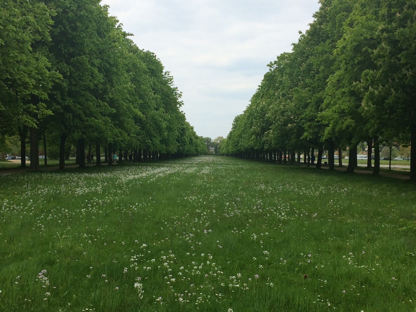 iPhone 5s back camera 4.15mm f/2.2 sample photo. Tree lined avenue, meadow photography