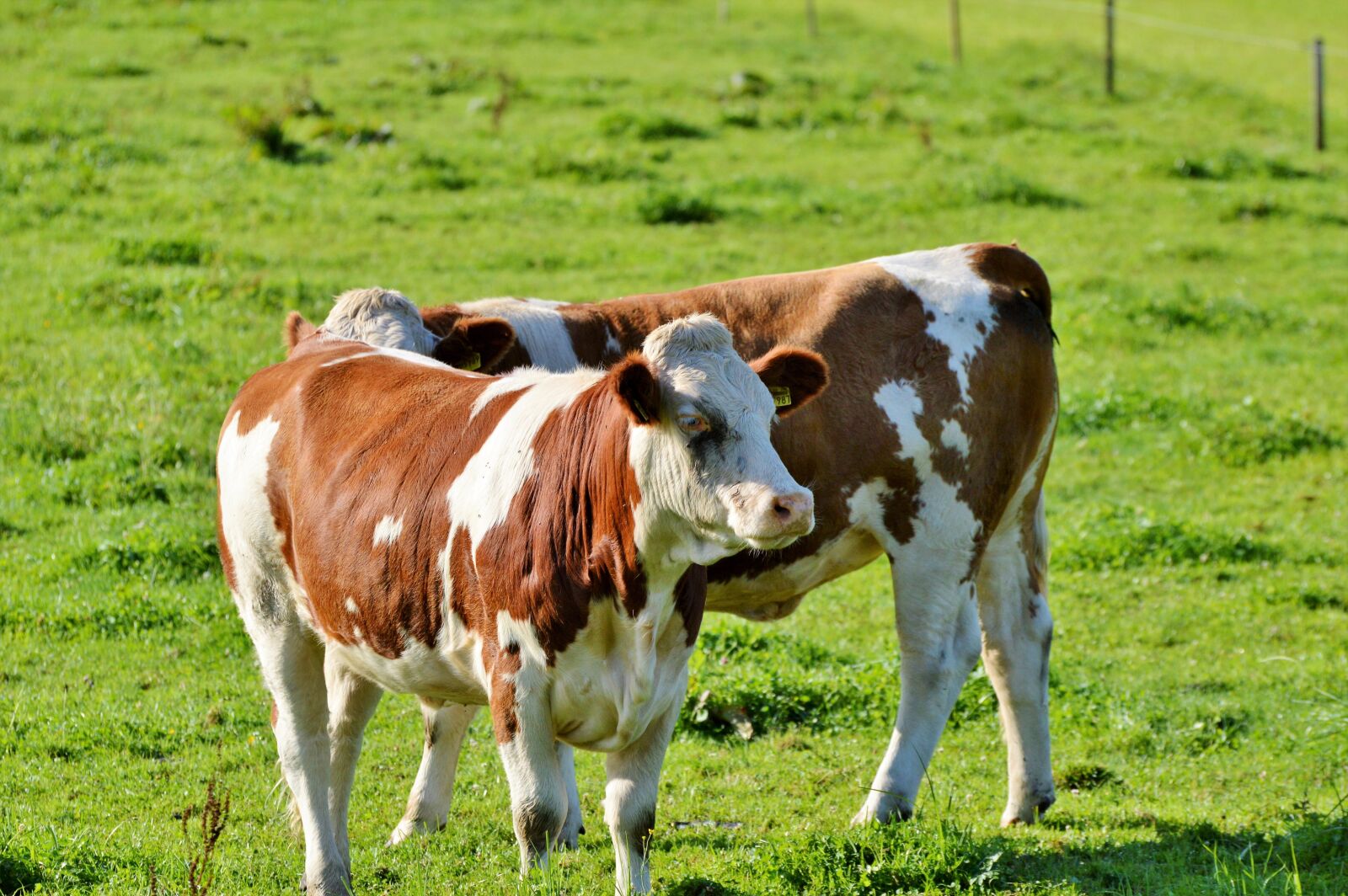Nikon D3200 sample photo. Cow, beef, ruminant photography