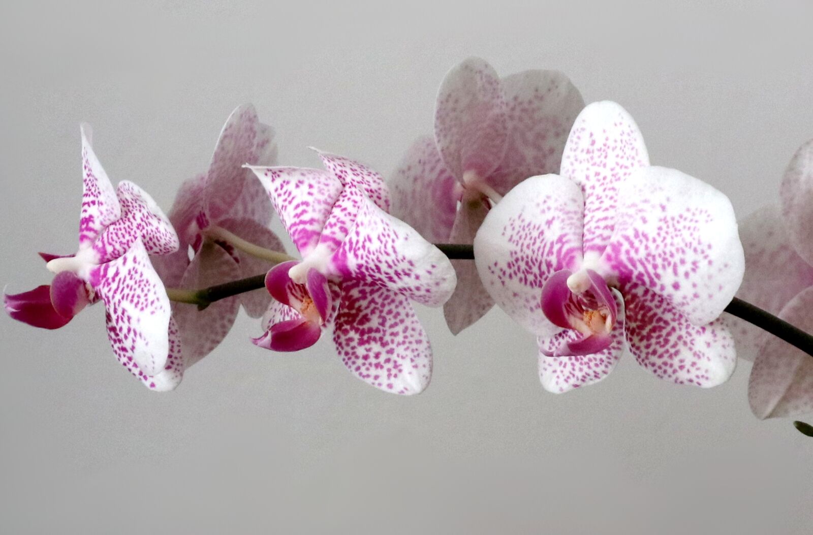 Canon EOS M100 sample photo. Orchid, phalaenopsis, můrovec photography