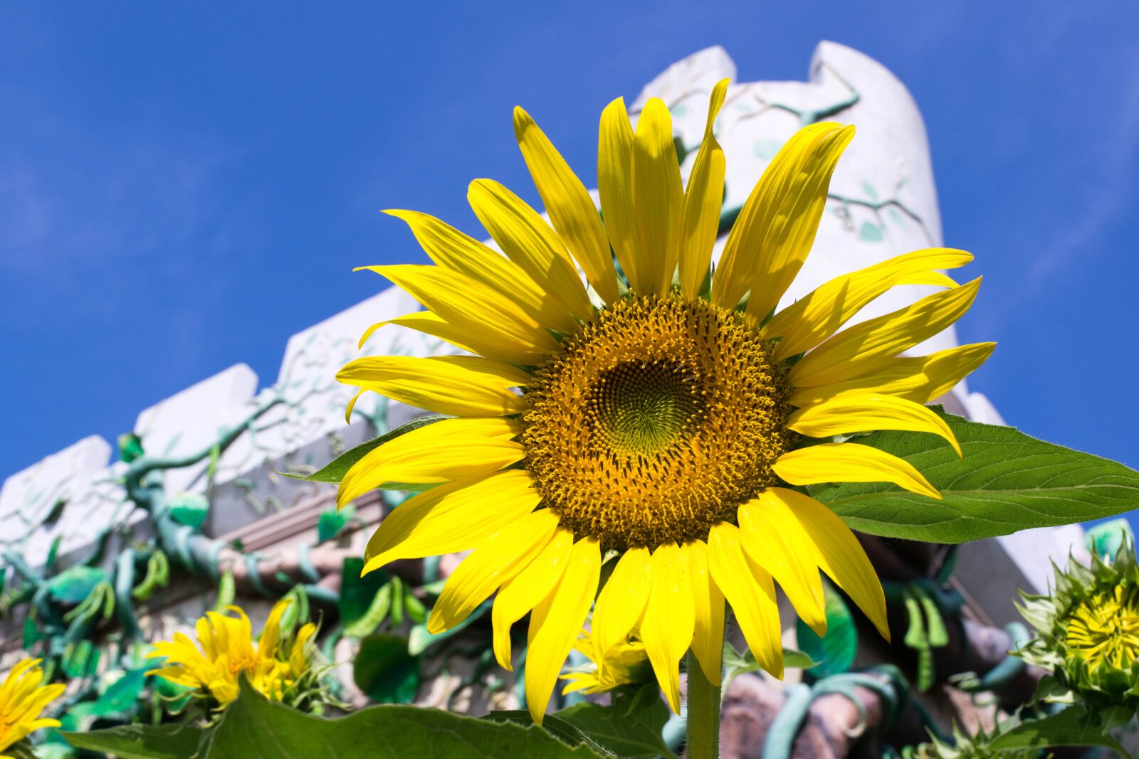Nikon D3300 sample photo. Sunflower, flowers, yellow photography