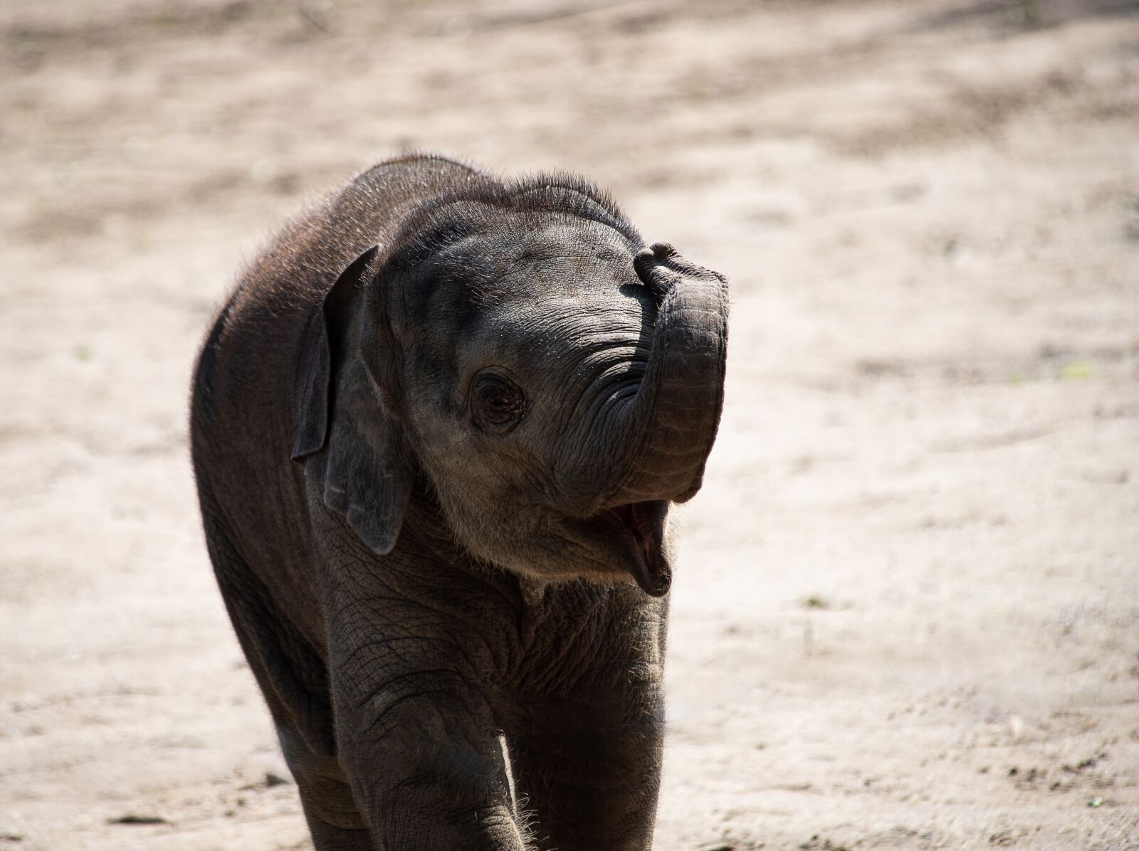 Canon EOS 6D Mark II sample photo. Elephant, mammal, animal photography