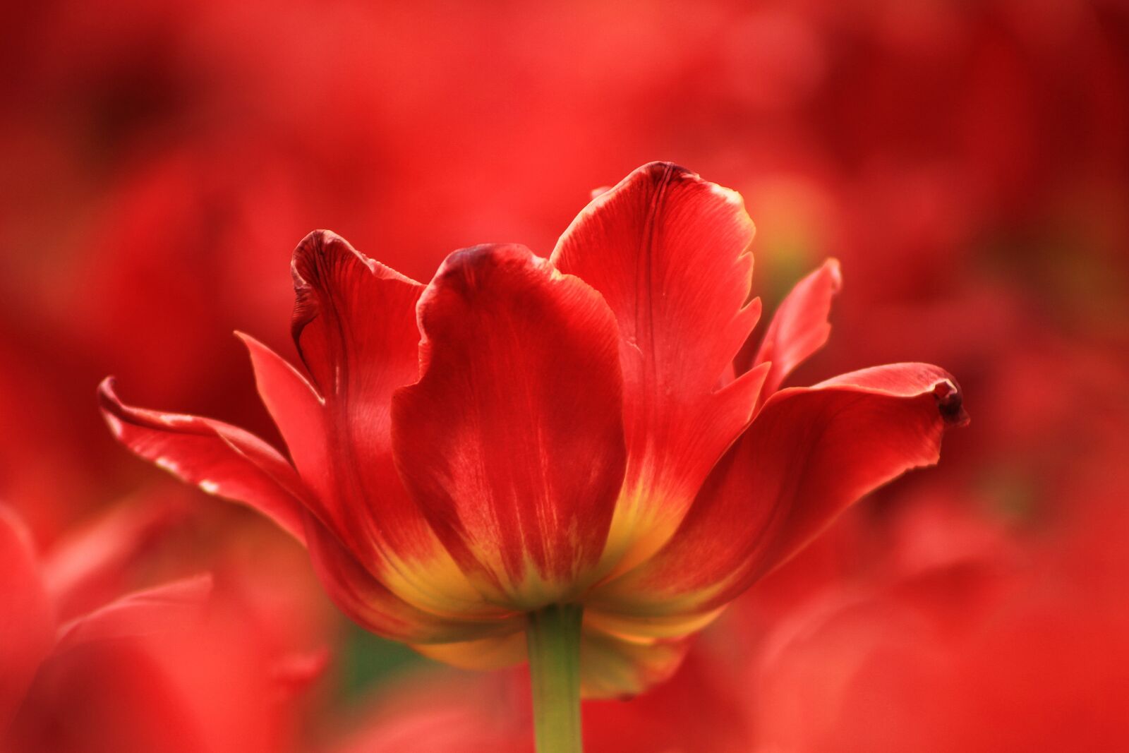 Canon EOS 500D (EOS Rebel T1i / EOS Kiss X3) sample photo. Macro, tulip, flower photography