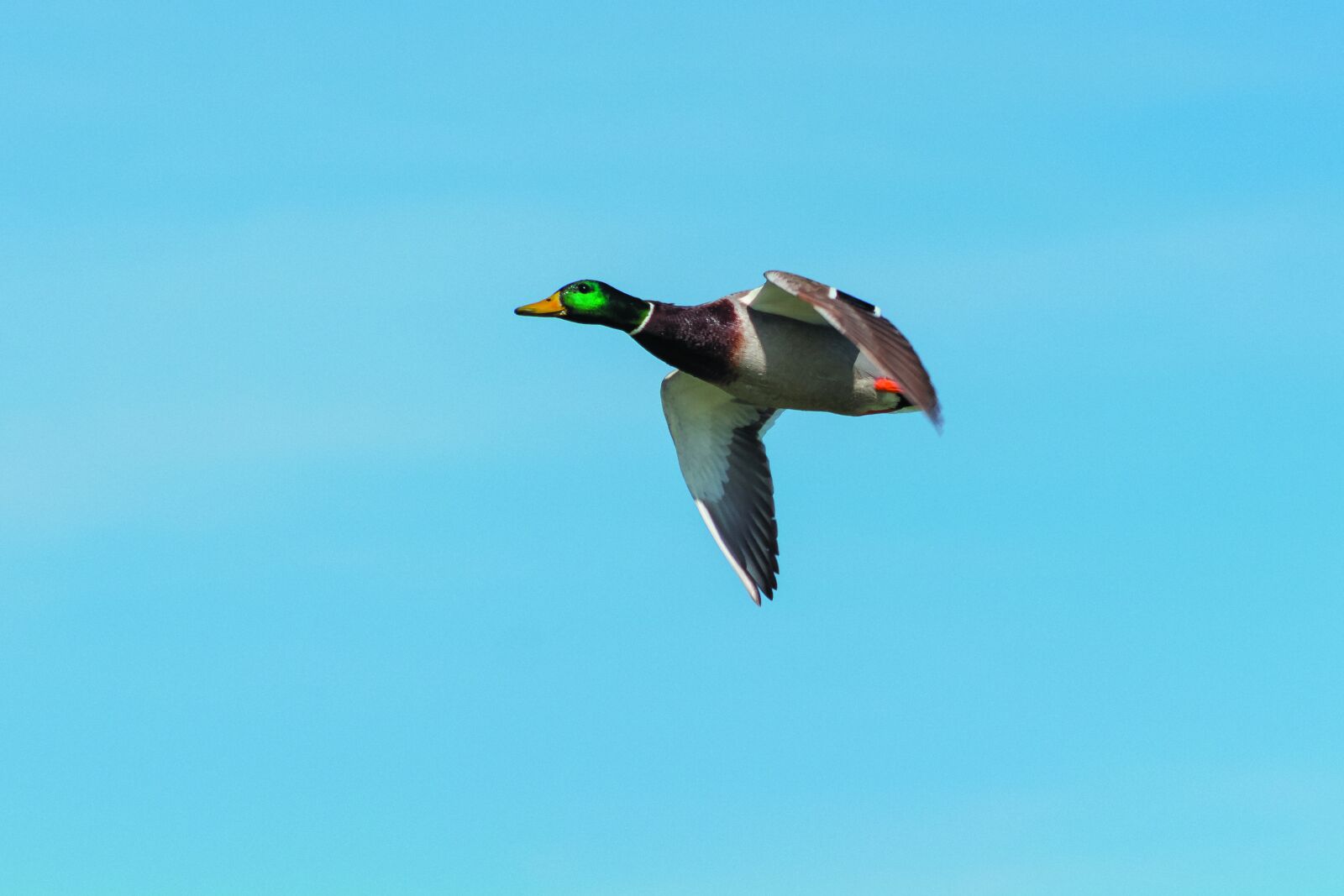Canon EF75-300mm f/4-5.6 sample photo. Mallard duck, teal, wild photography