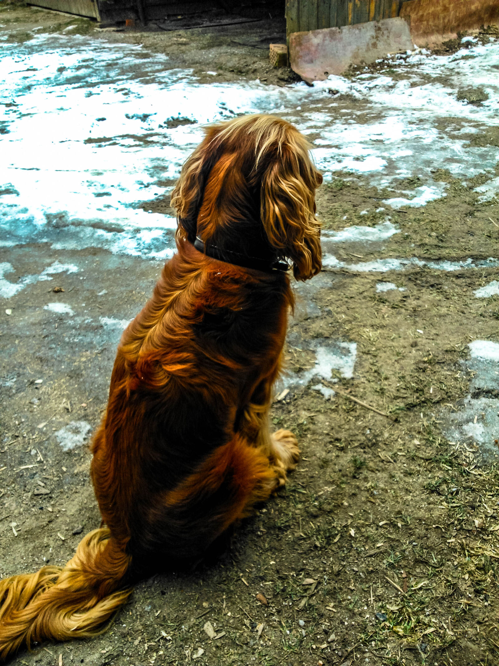 Sony Xperia L sample photo. Dog photography
