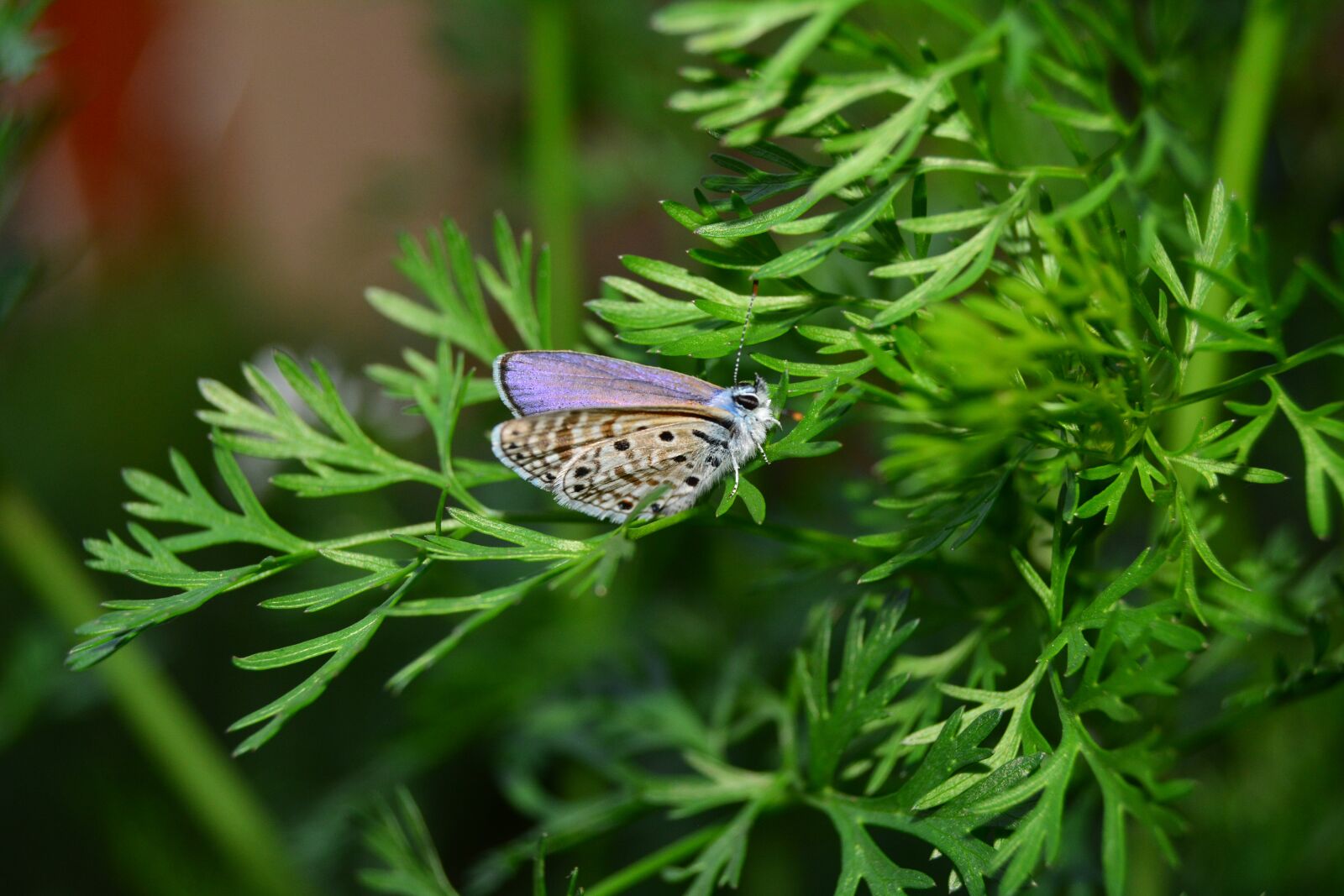 Nikon D5200 sample photo. African, topaz babul, blue photography