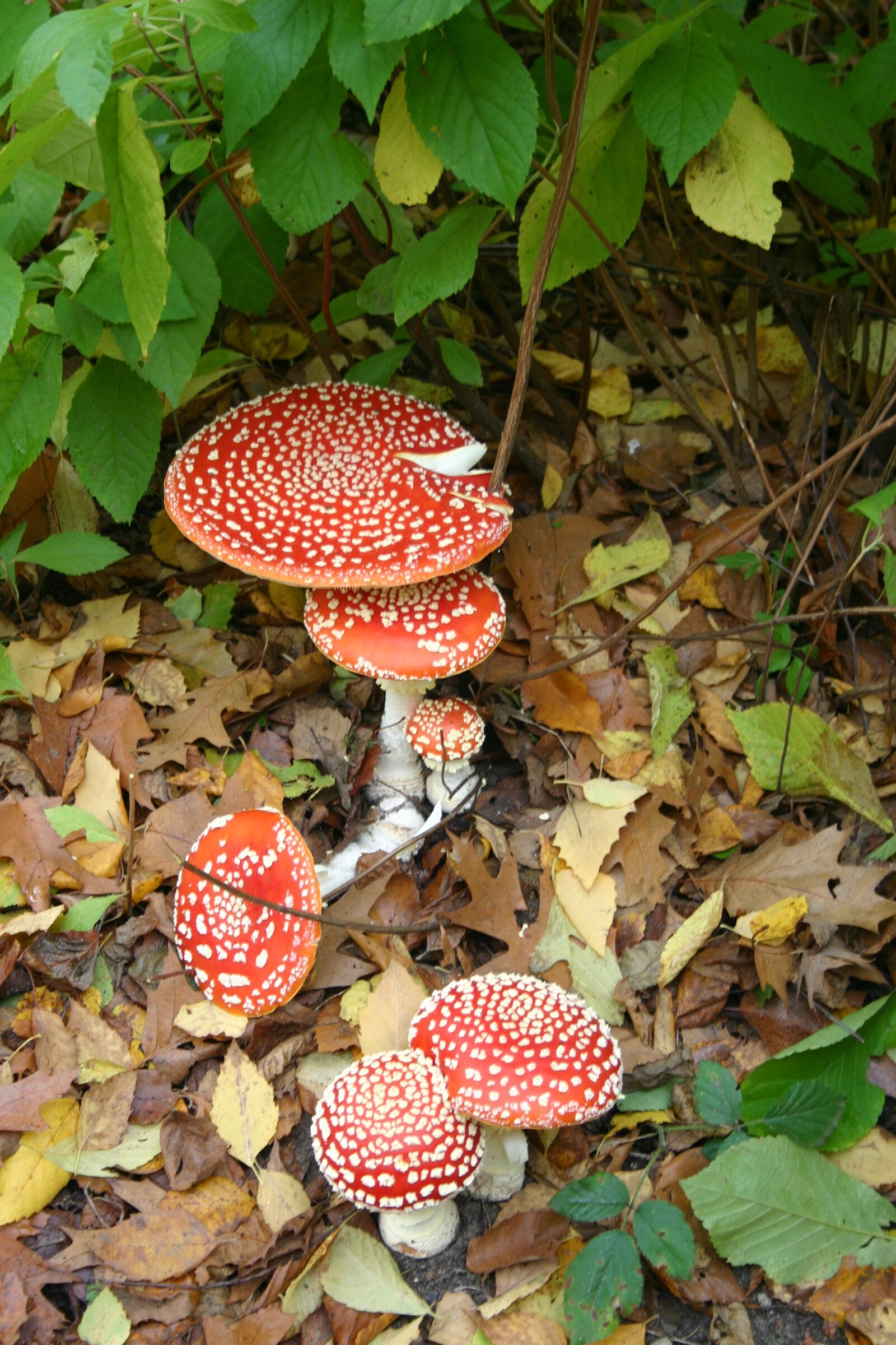 Canon EOS 300D (EOS Digital Rebel / EOS Kiss Digital) sample photo. Mushrooms, fly agaric, autumn photography