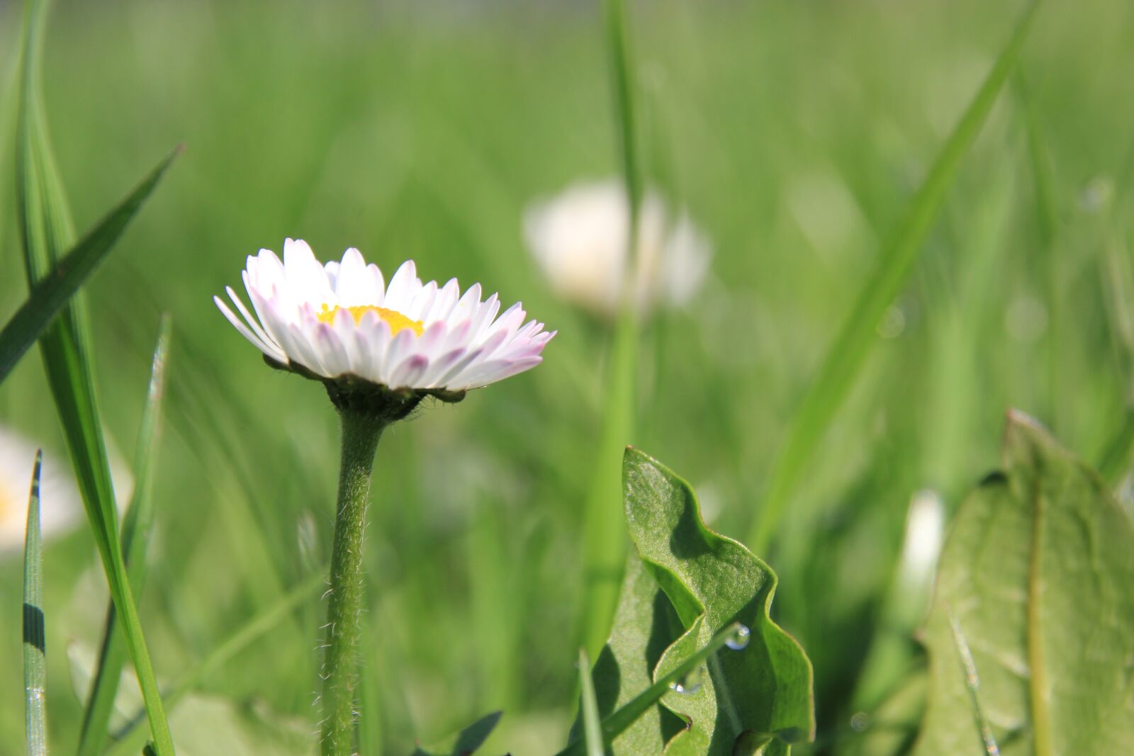 Canon EOS 550D (EOS Rebel T2i / EOS Kiss X4) sample photo. Daisy, flower, nature photography