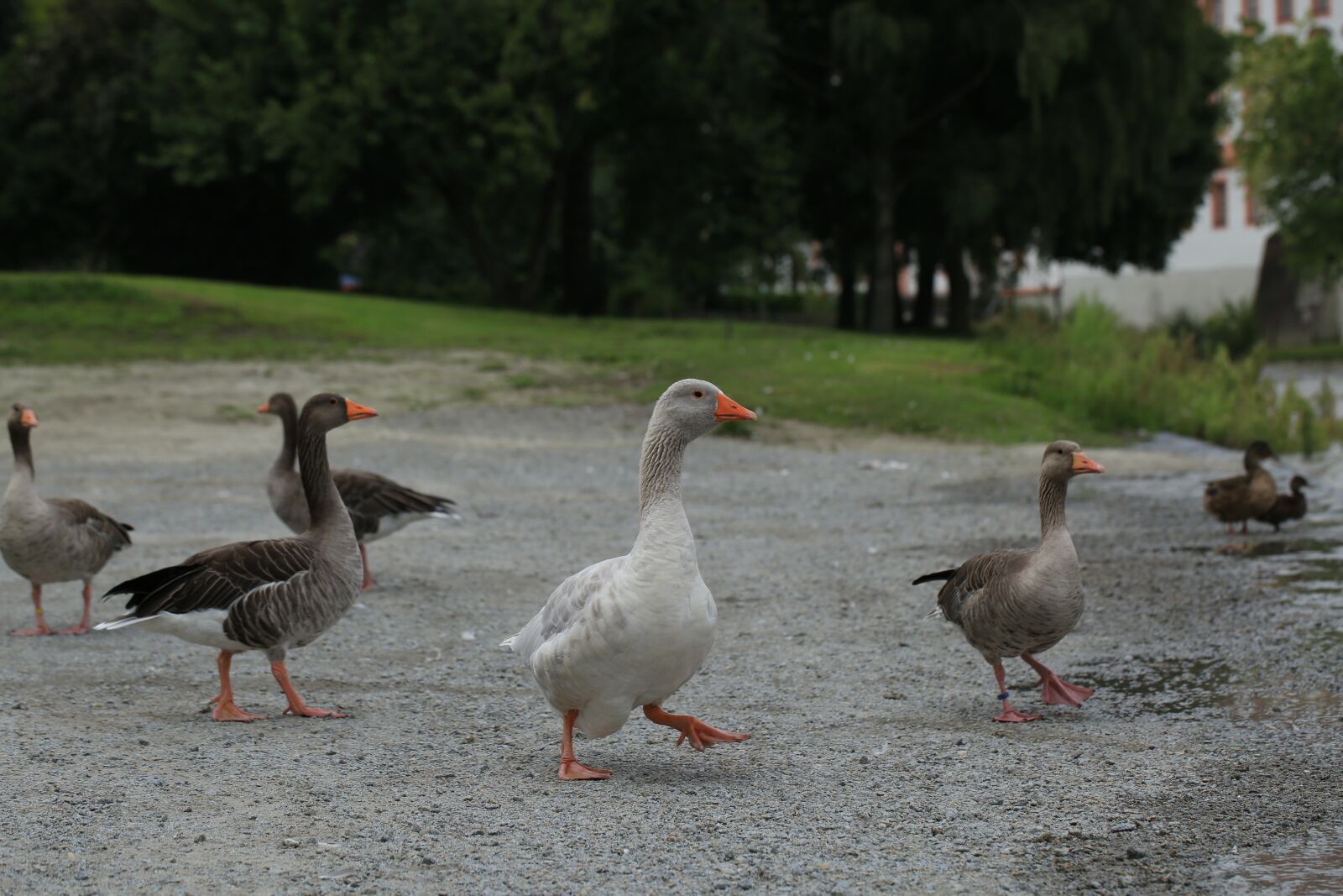 Canon EF 100mm F2.8L Macro IS USM sample photo. Geese, animals, birds photography