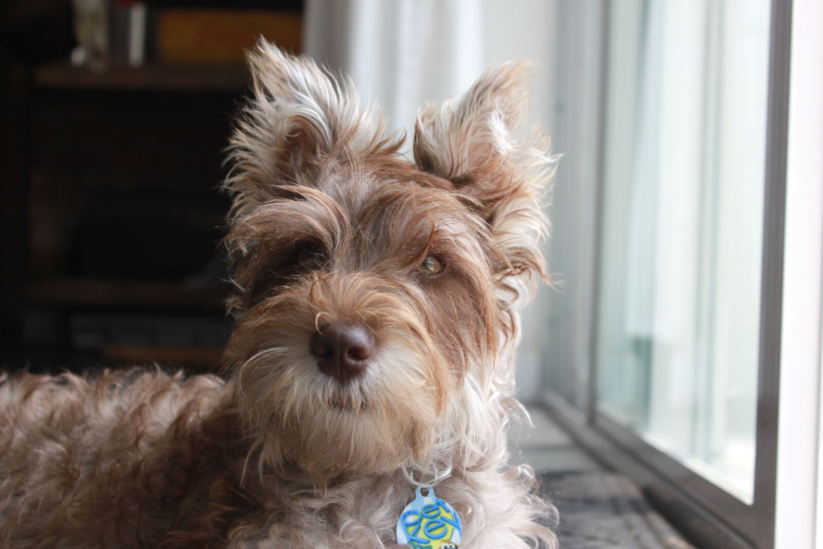 Canon EOS 550D (EOS Rebel T2i / EOS Kiss X4) sample photo. Pet, puppy, furry friend photography