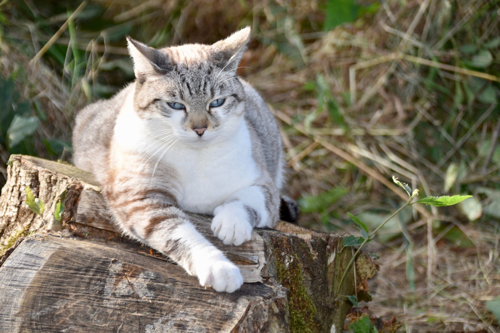 Nikon D5600 sample photo. Cat, pet, tabby cat photography