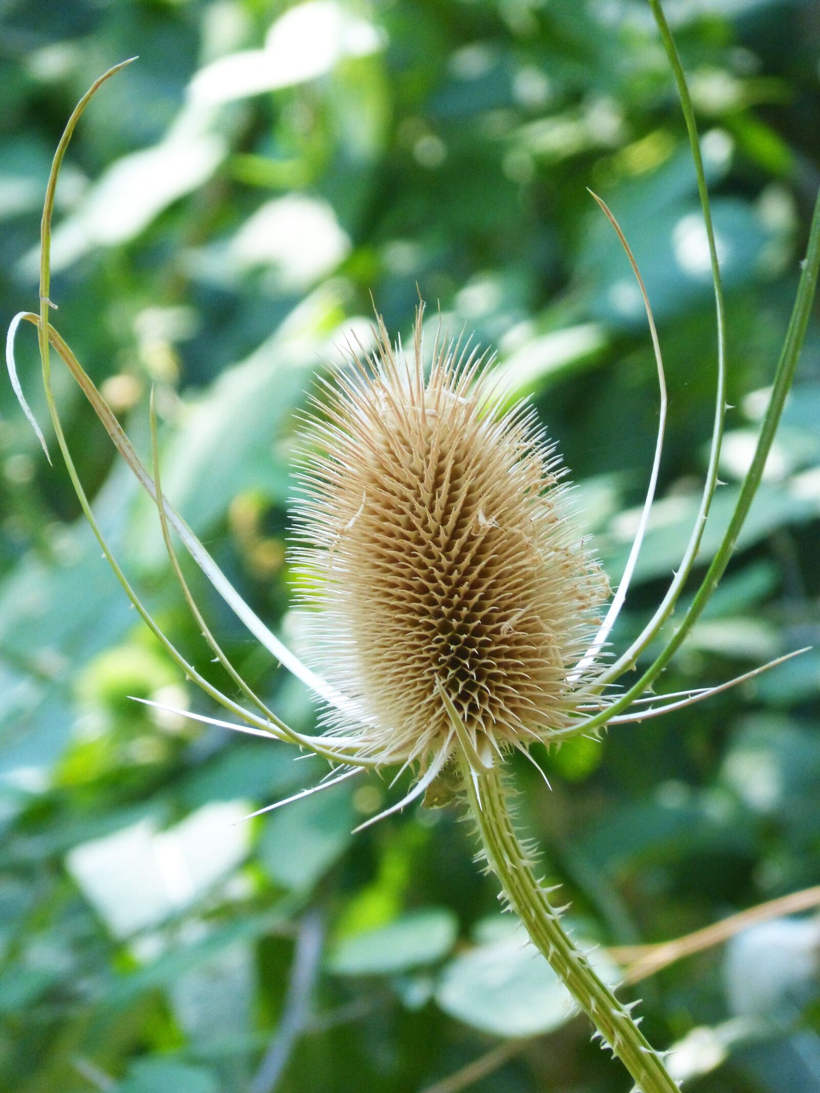 Panasonic DMC-FZ62 sample photo. Thistle, dipsacus fullonum, dried photography