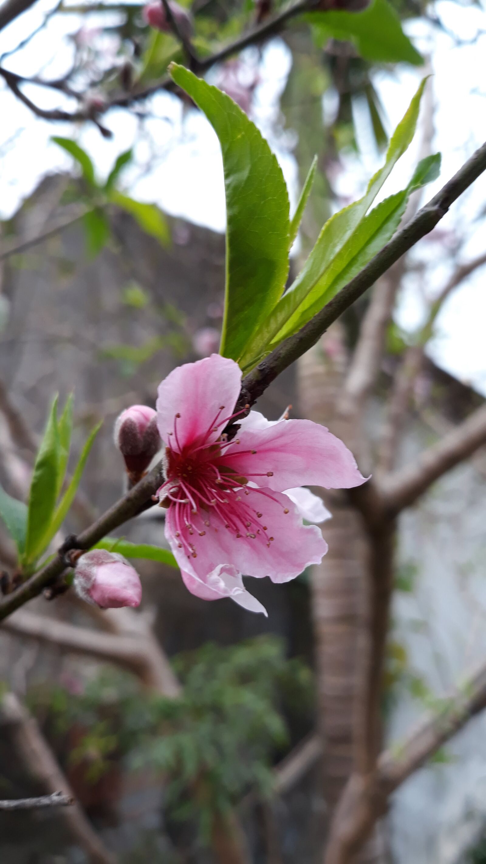 Samsung Galaxy J7 Pro sample photo. Pink fade, peach blossom photography