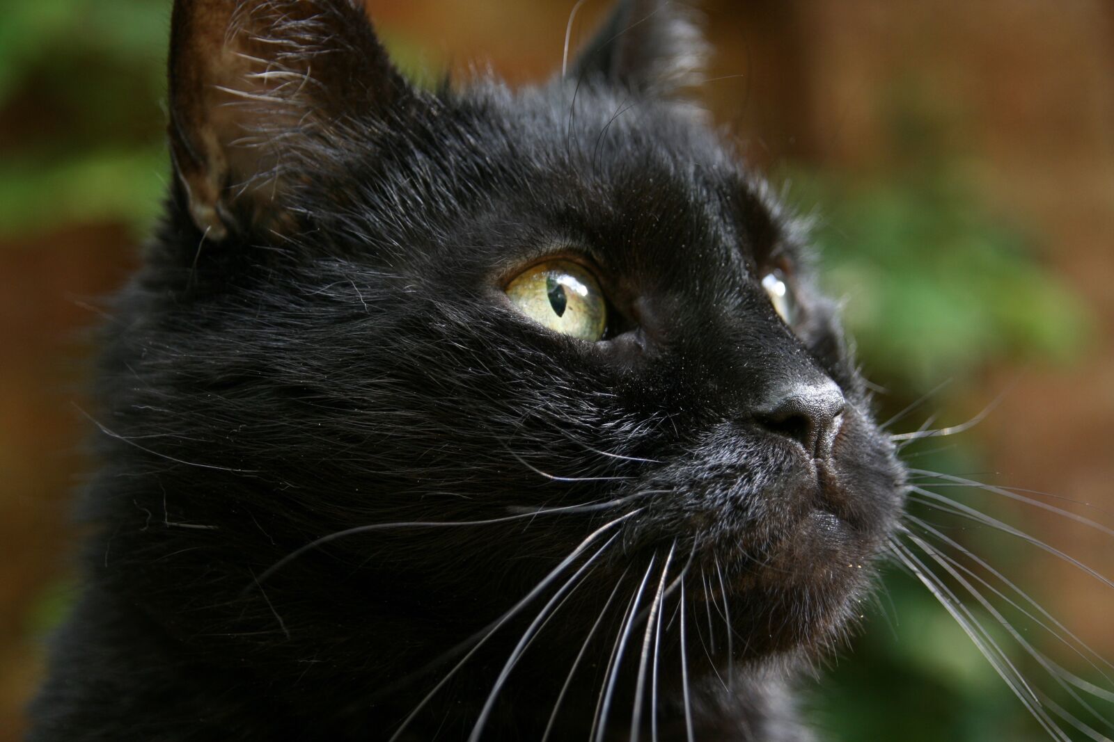 Canon EOS 400D (EOS Digital Rebel XTi / EOS Kiss Digital X) sample photo. Cat, black, domestic cat photography