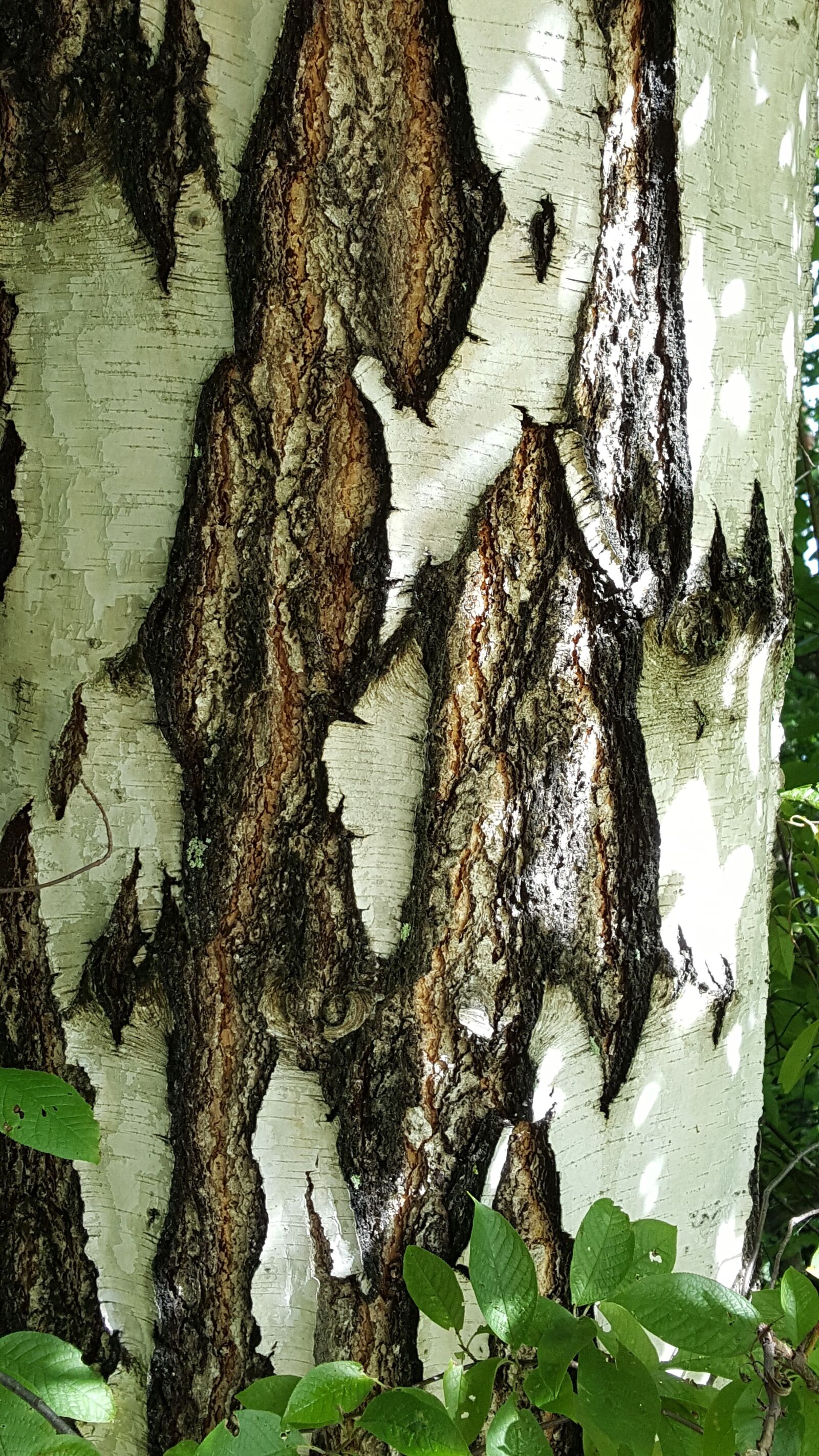 Samsung GALAXY S6 edge sample photo. Birch, nature, summer photography