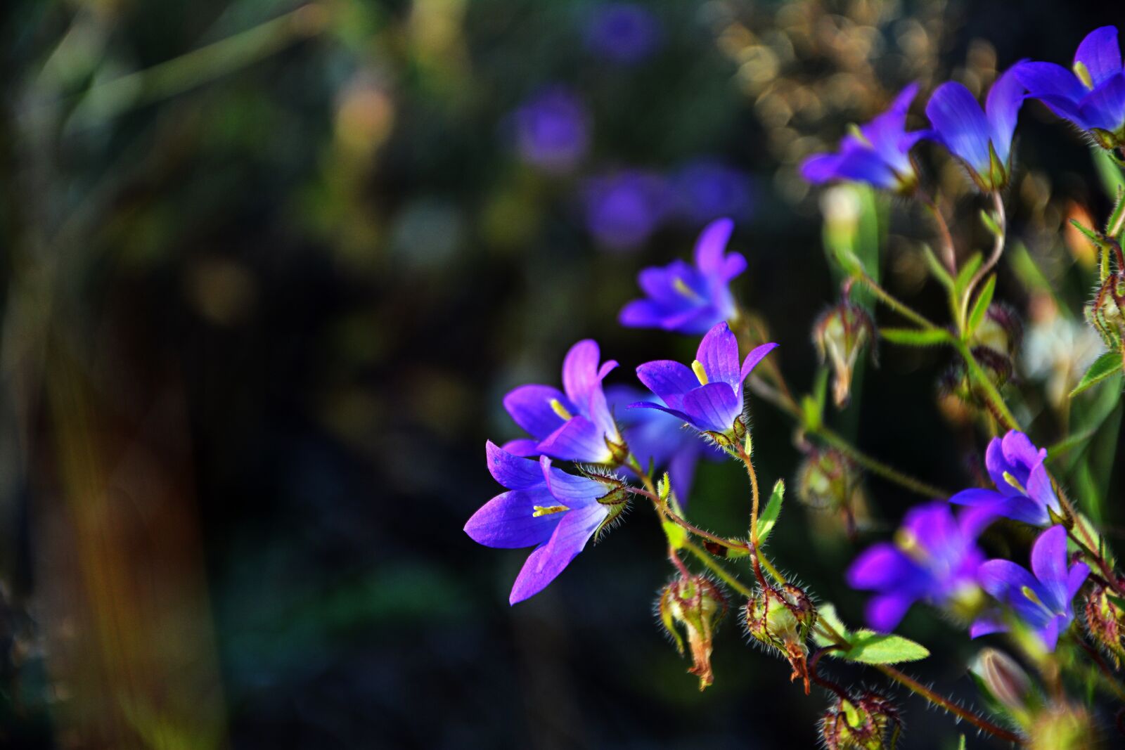 Nikon D7100 sample photo. Wildflowers, the bluebells, spring photography