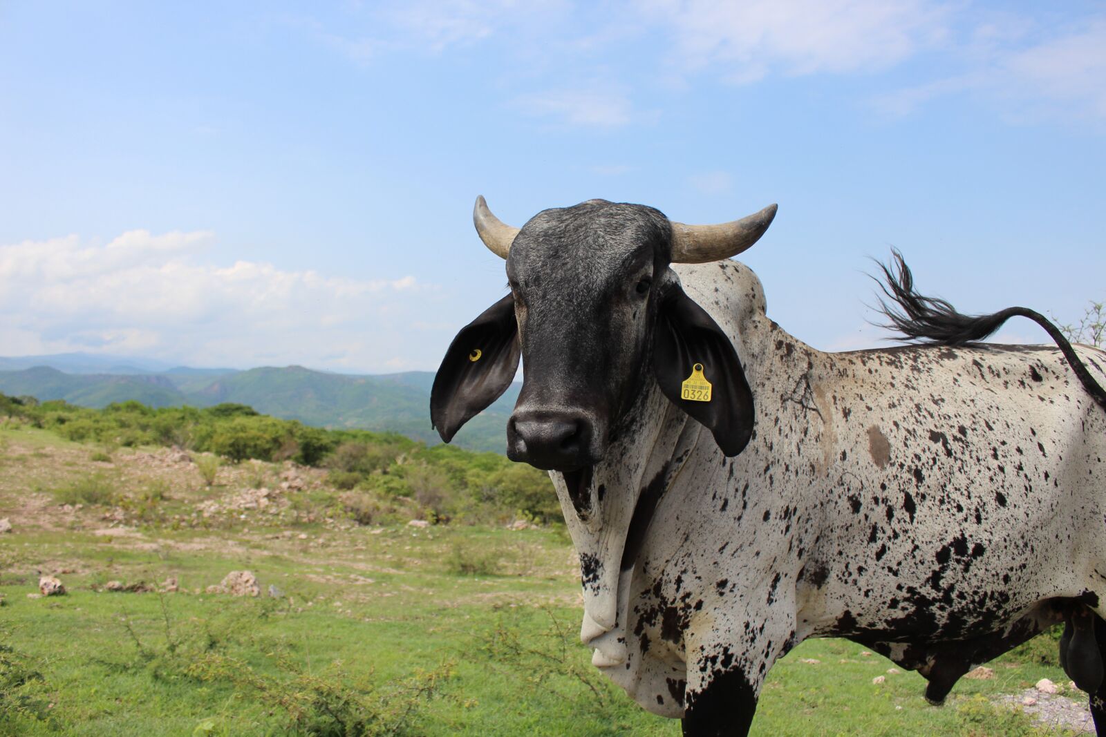 Canon EOS 700D (EOS Rebel T5i / EOS Kiss X7i) + Canon EF-S 18-55mm F3.5-5.6 IS STM sample photo. Cow, bull, animal photography