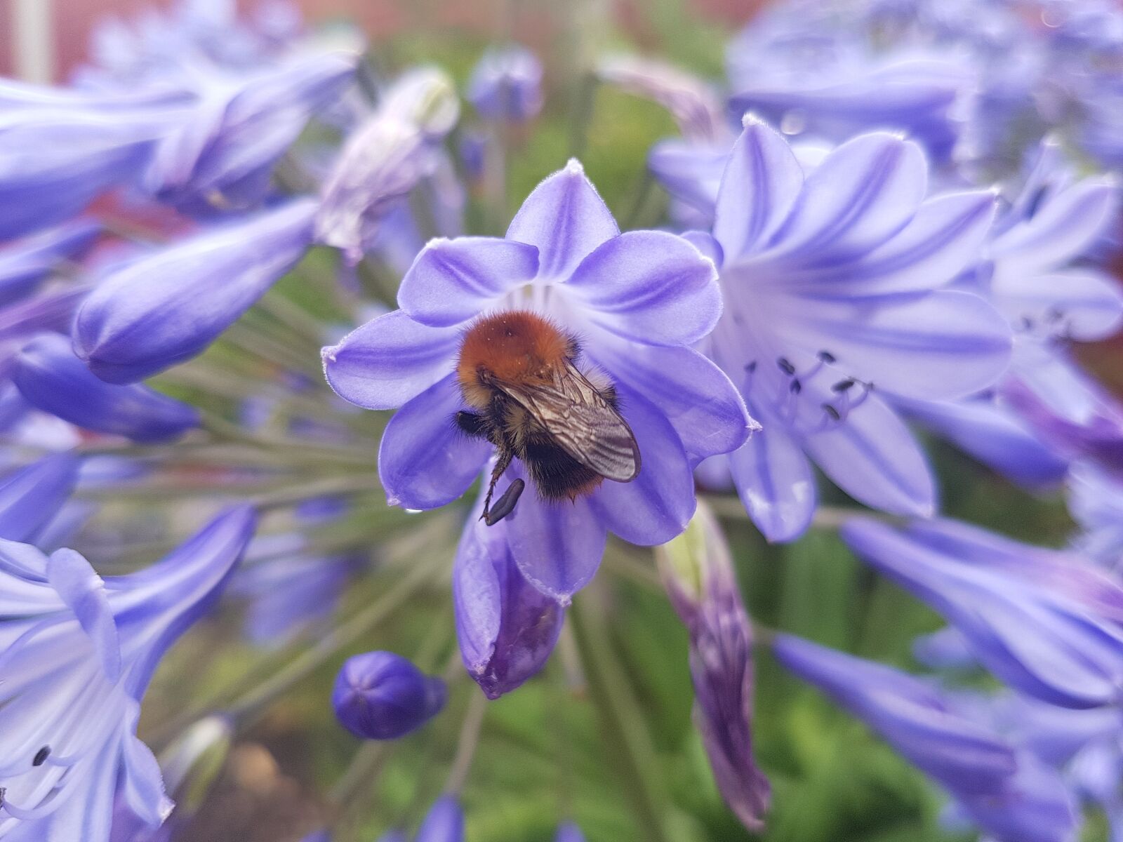 Samsung Galaxy S7 sample photo. Bee, honeybee, flower photography