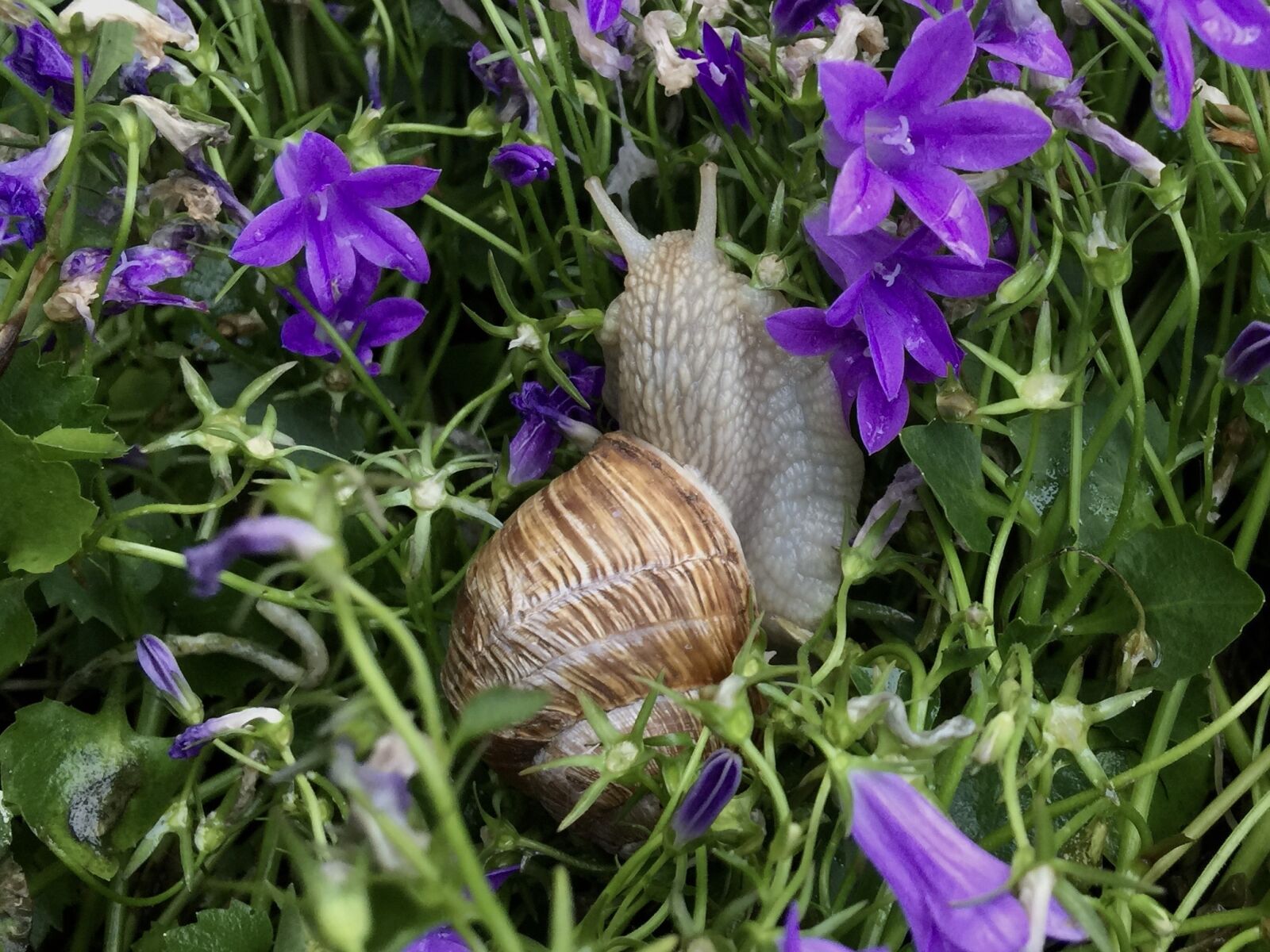 iPhone 6 Plus back camera 4.15mm f/2.2 sample photo. Snail, flowers, nature photography