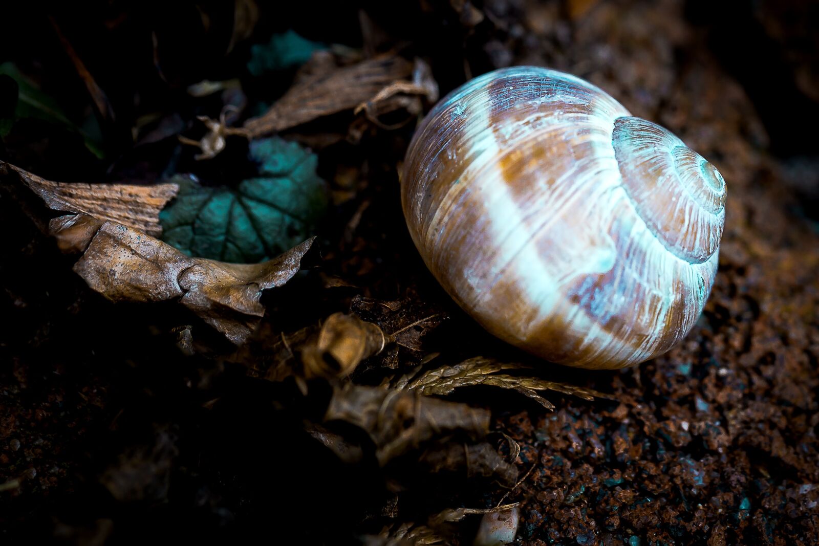 Canon EOS 6D + Canon EF 100mm F2.8L Macro IS USM sample photo. Nature, snail, shell photography