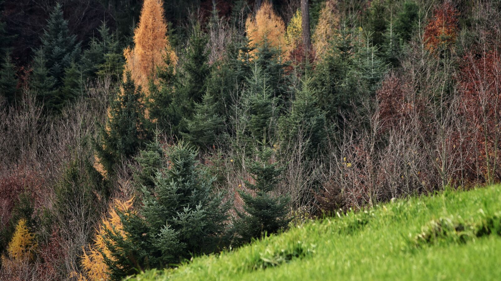 Nikon D7200 sample photo. Autumn forest, autumn, forest photography