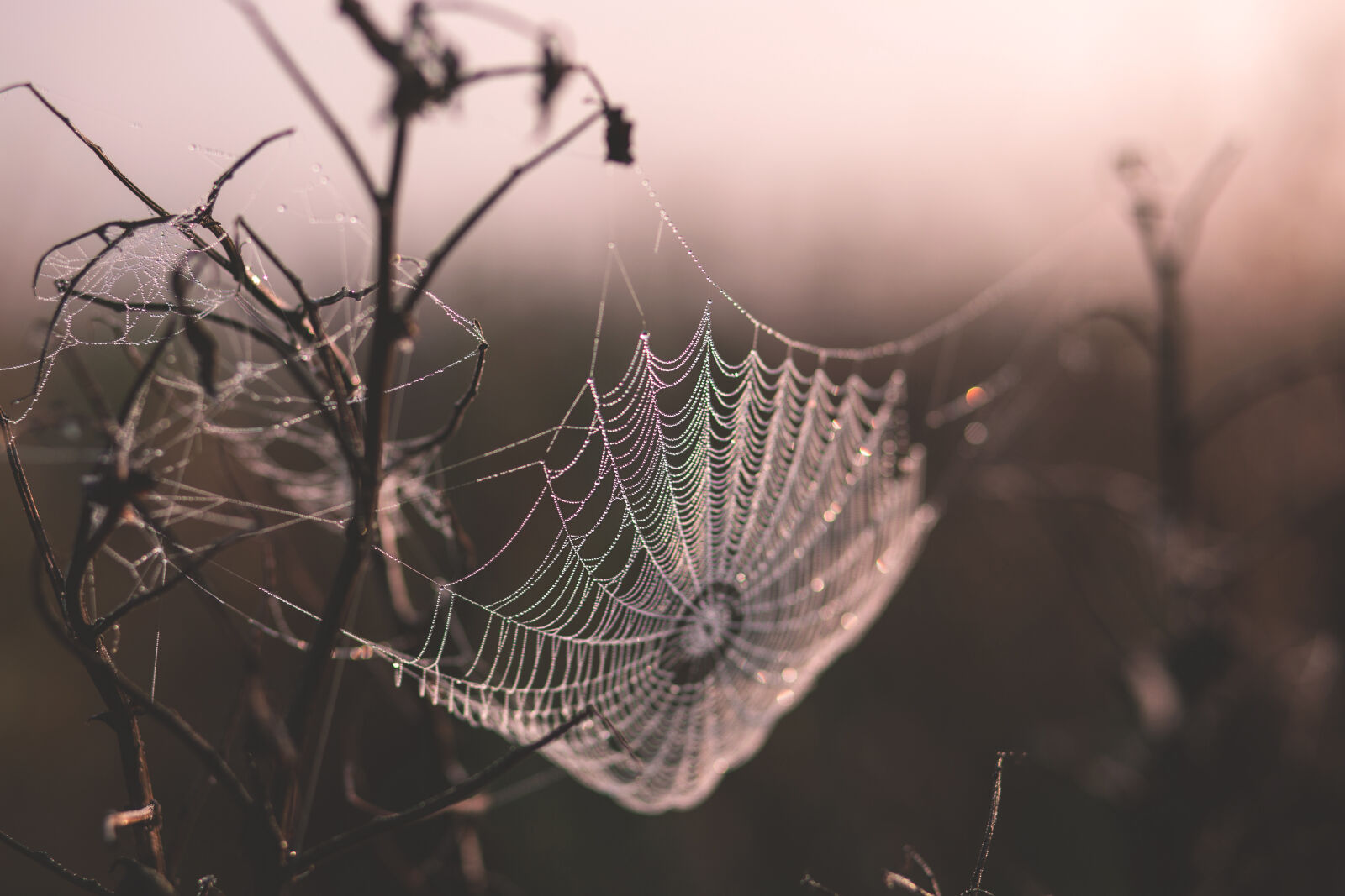 Canon EF 85mm F1.8 USM sample photo. Shallow, focus, of, spider photography