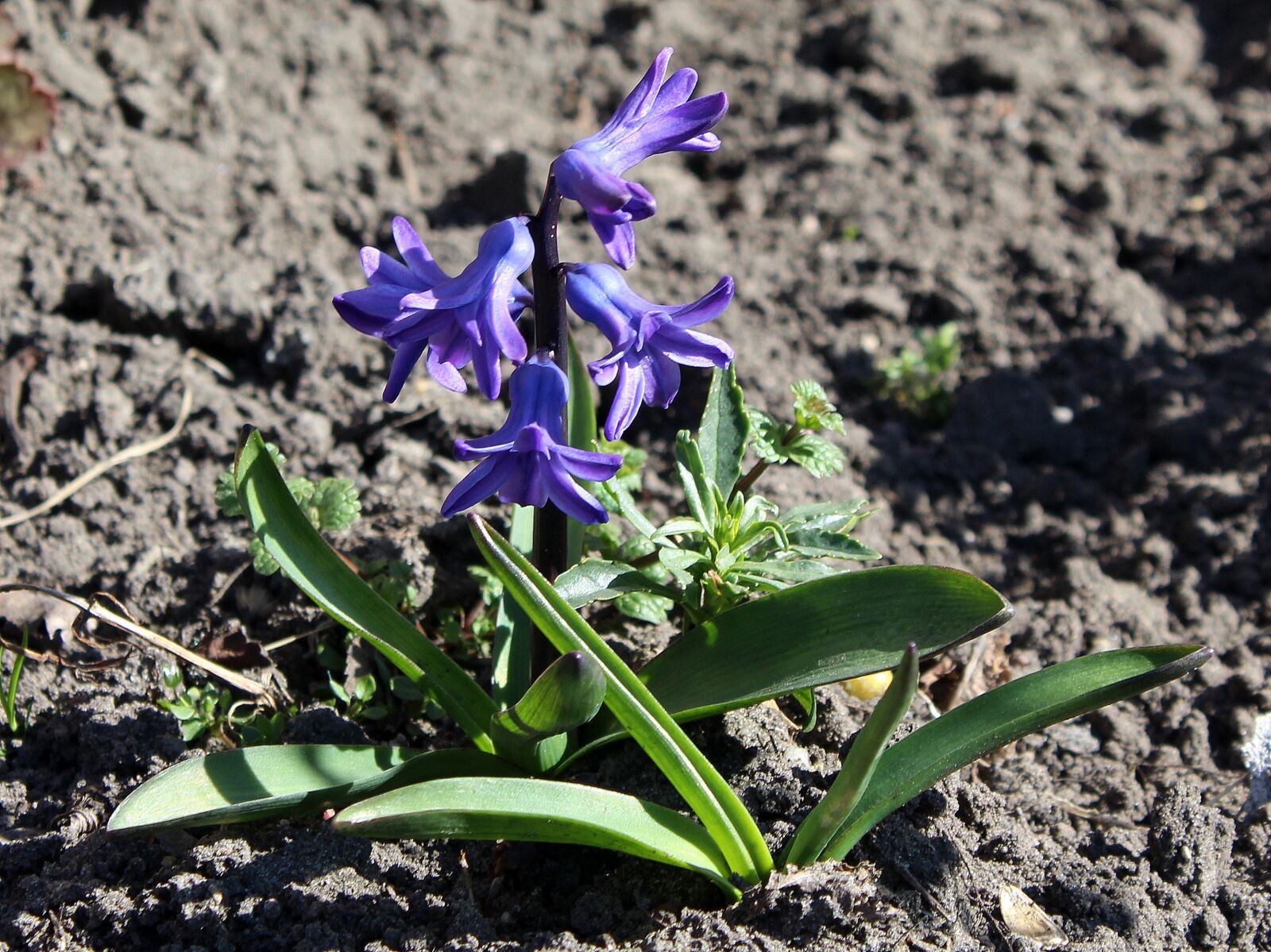 Canon EOS 1200D (EOS Rebel T5 / EOS Kiss X70 / EOS Hi) sample photo. Hyacinth, spring, spring flowers photography
