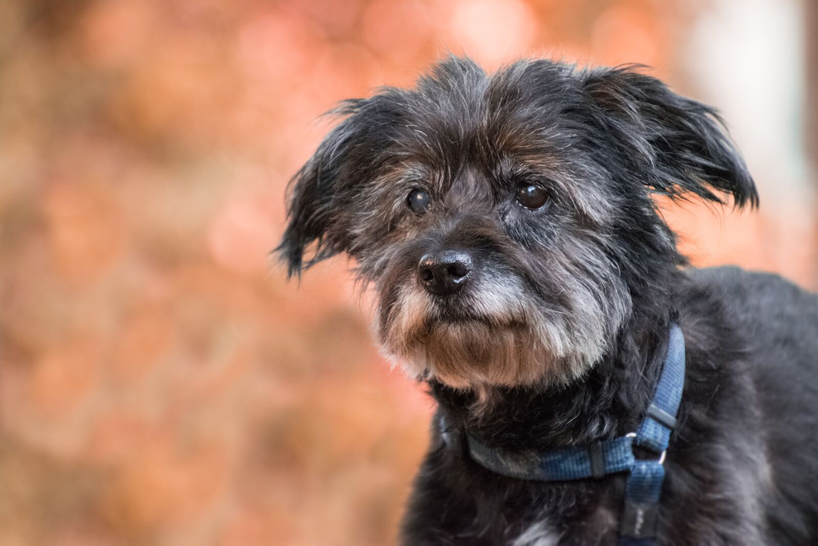 Nikon D3300 sample photo. Dog, old, hybrid photography
