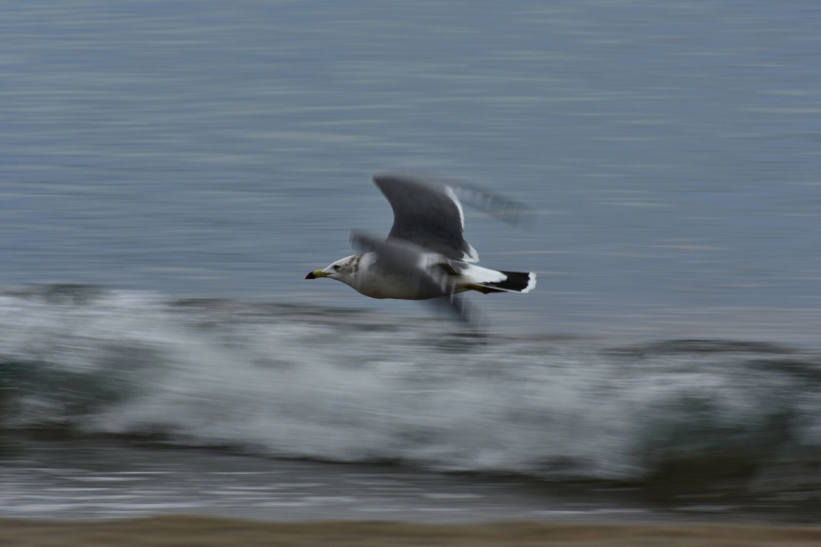 Nikon D7200 sample photo. Animal, sea, beach photography