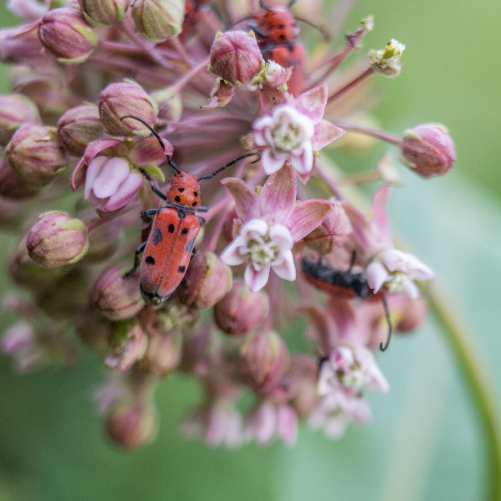 Nikon D750 sample photo. Bugs, flowers, plants photography