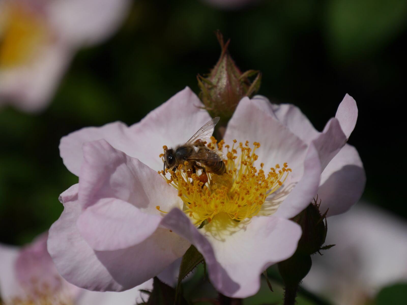 Panasonic Lumix DMC-G6 sample photo. Flower, wild rose, bee photography