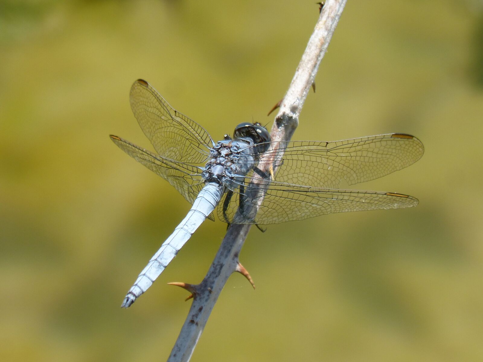 Panasonic DMC-FZ62 sample photo. Blue dragonfly, blackberry, pond photography