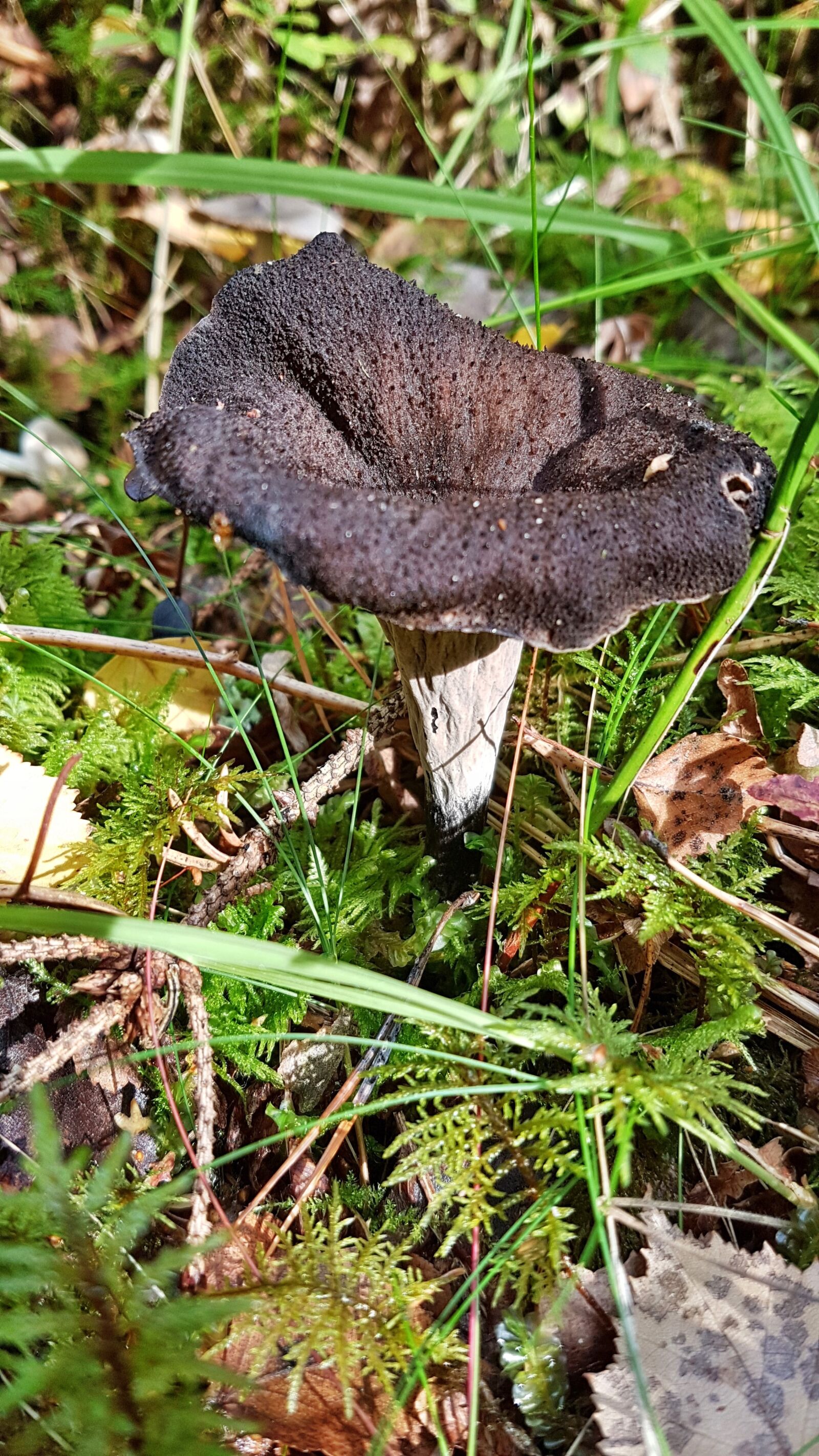 Samsung Galaxy S7 sample photo. Trumpet mushrooms, nature, autumn photography